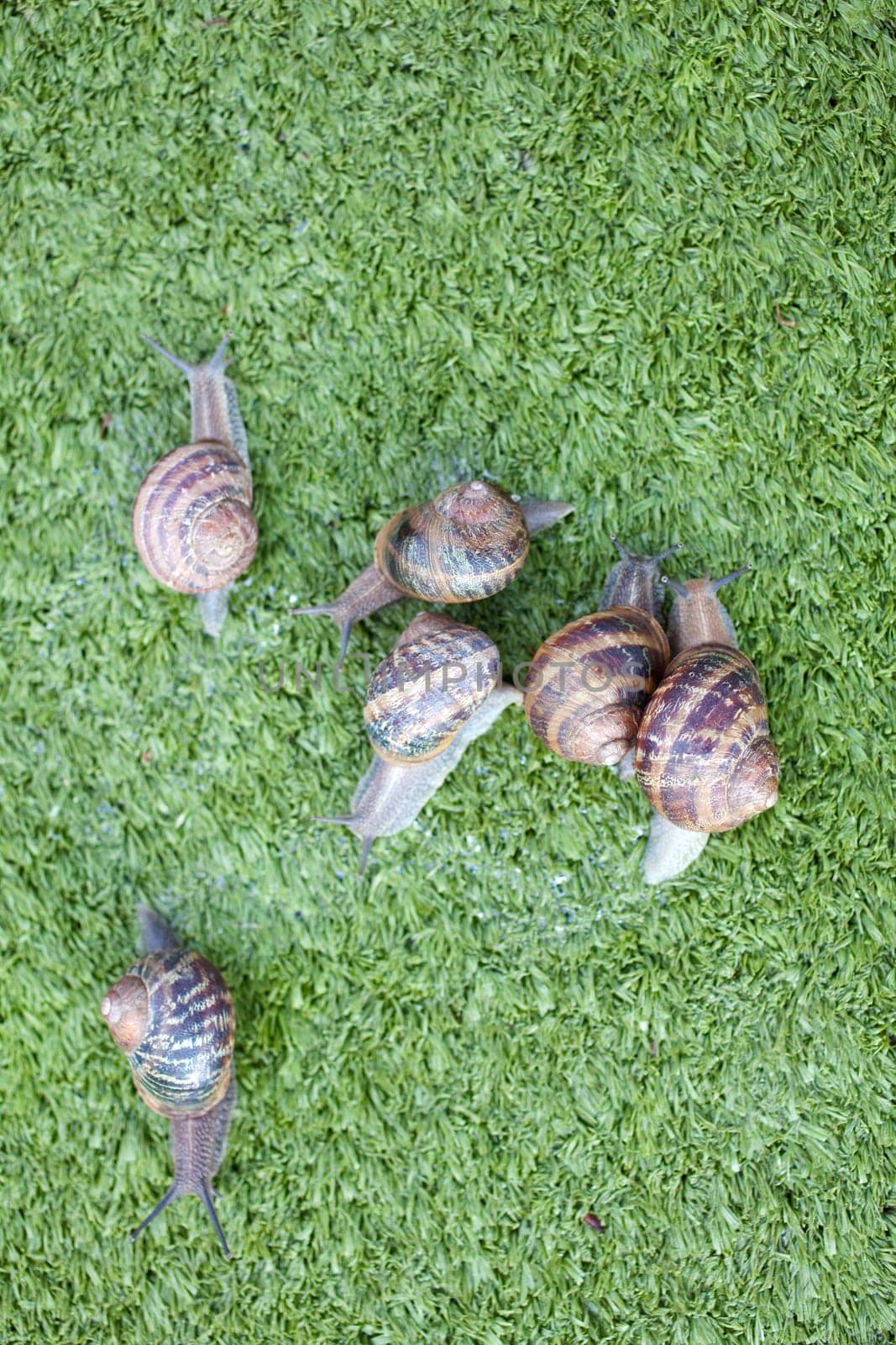 Snails on artificial grass