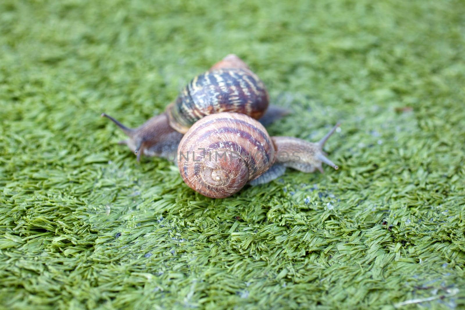 Snails on artificial grass
