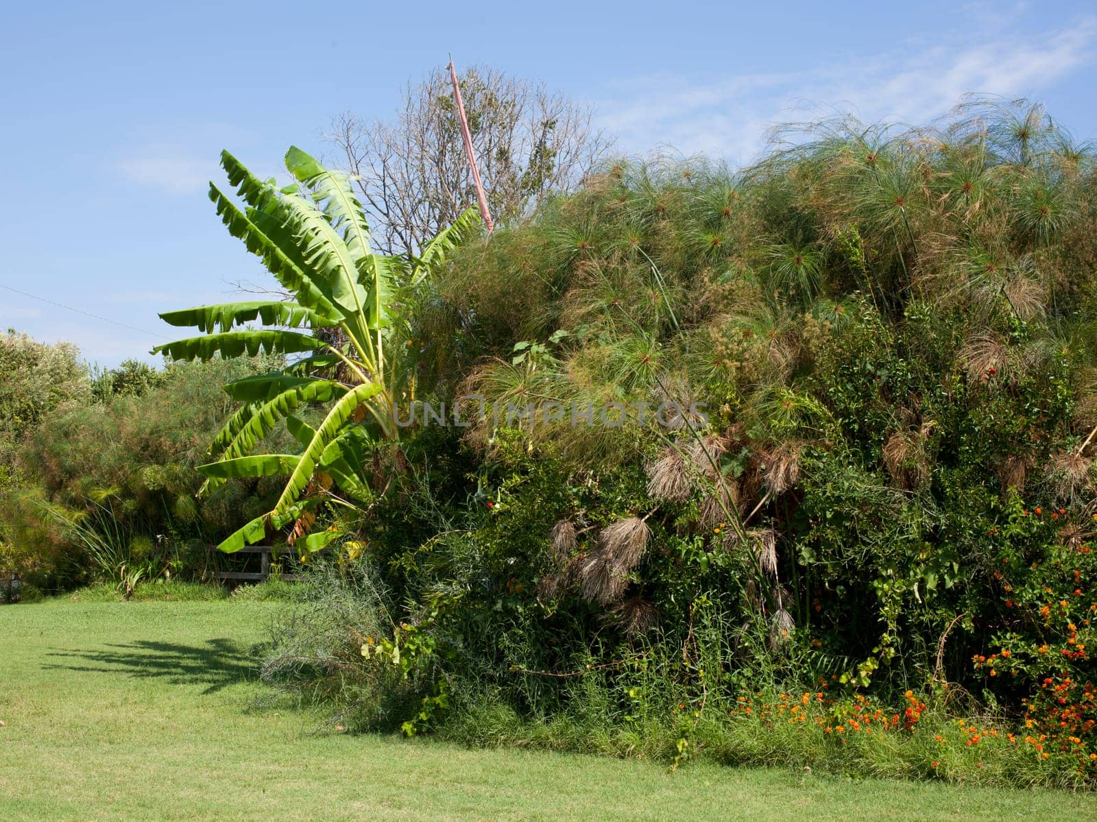 Garden with palm and other plant
