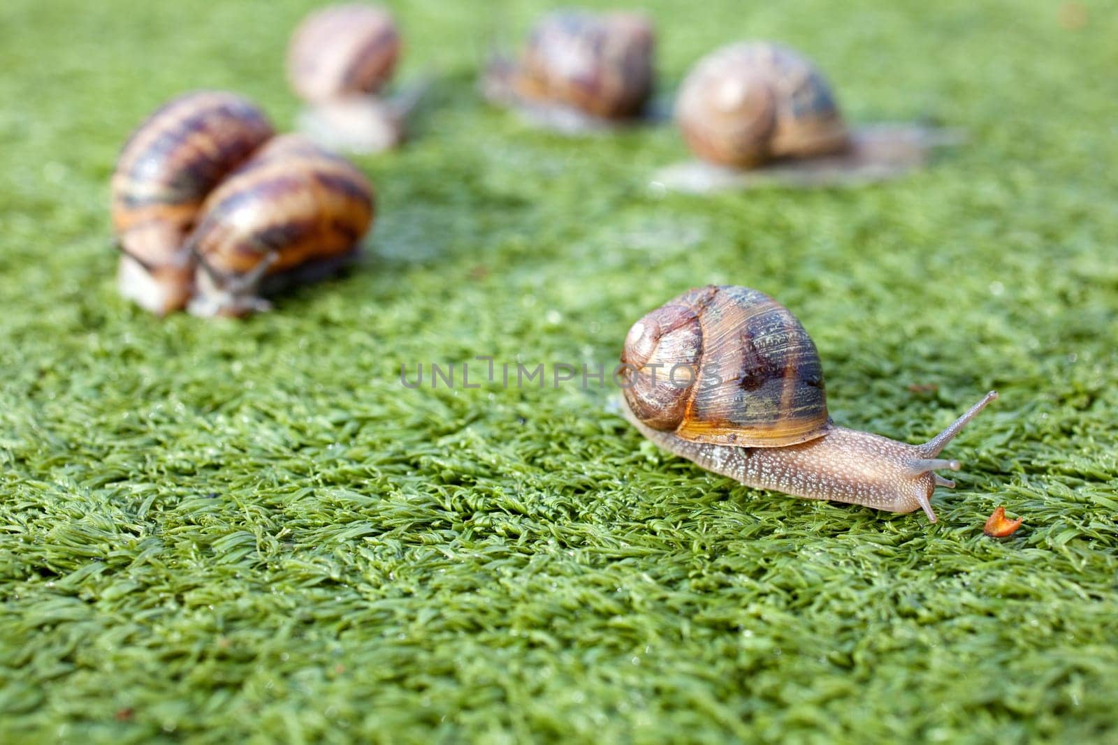 Snails on artificial grass