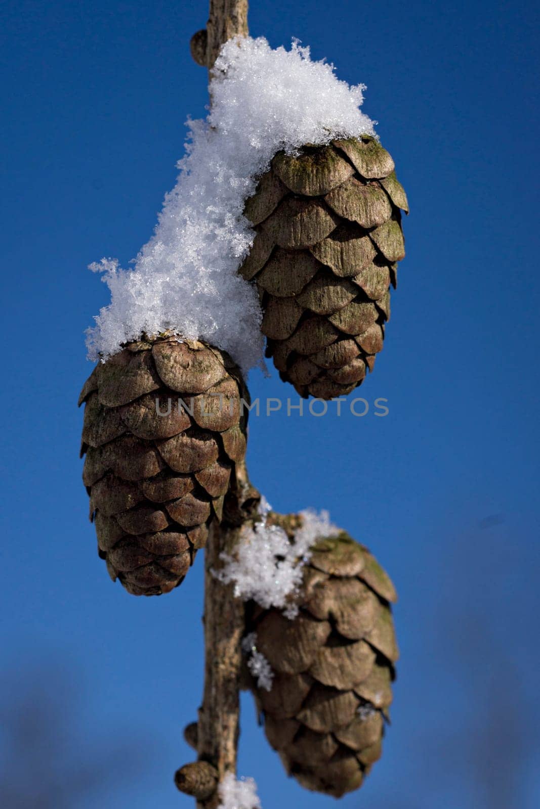 Larch cones with snow cap