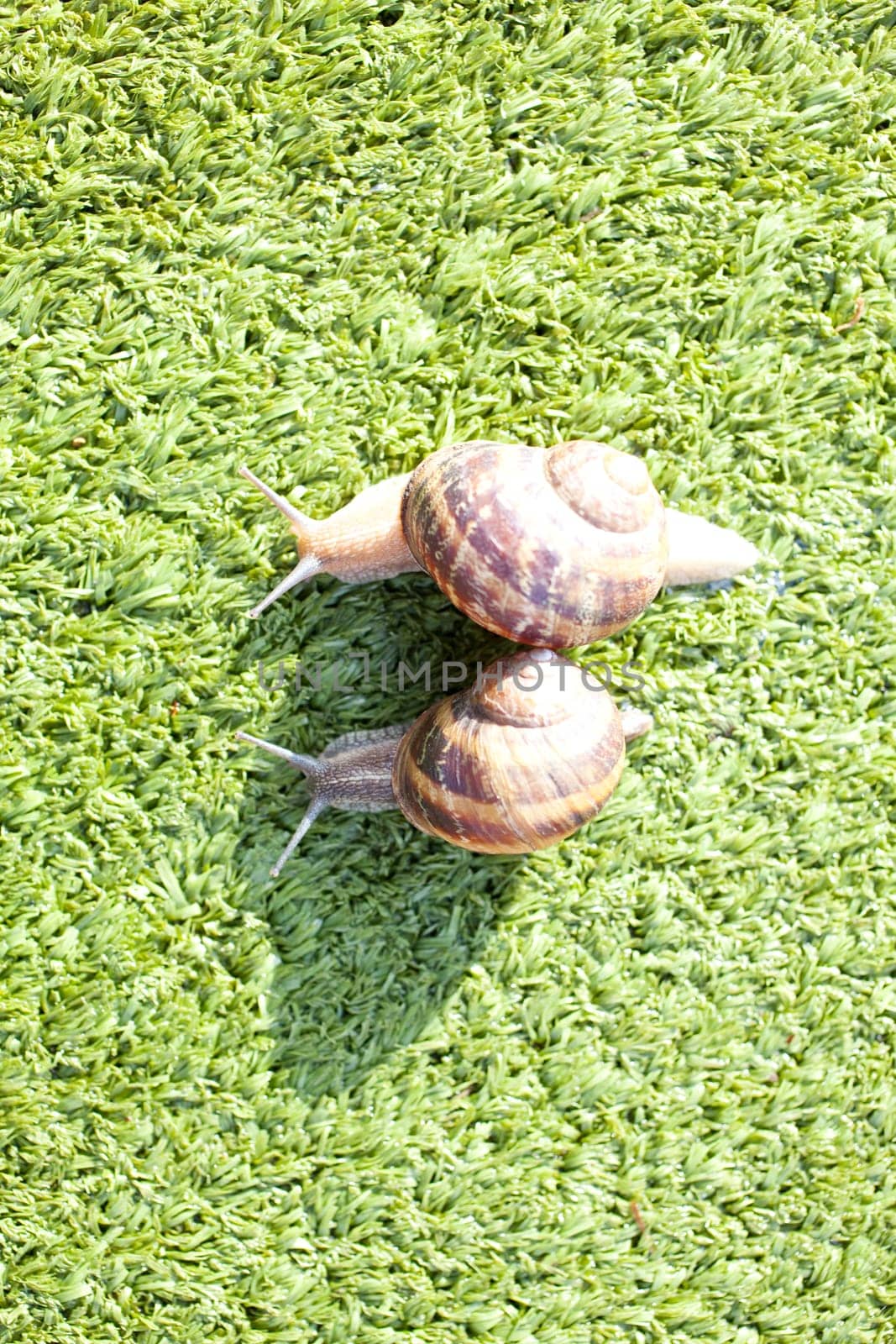 Snails on artificial grass