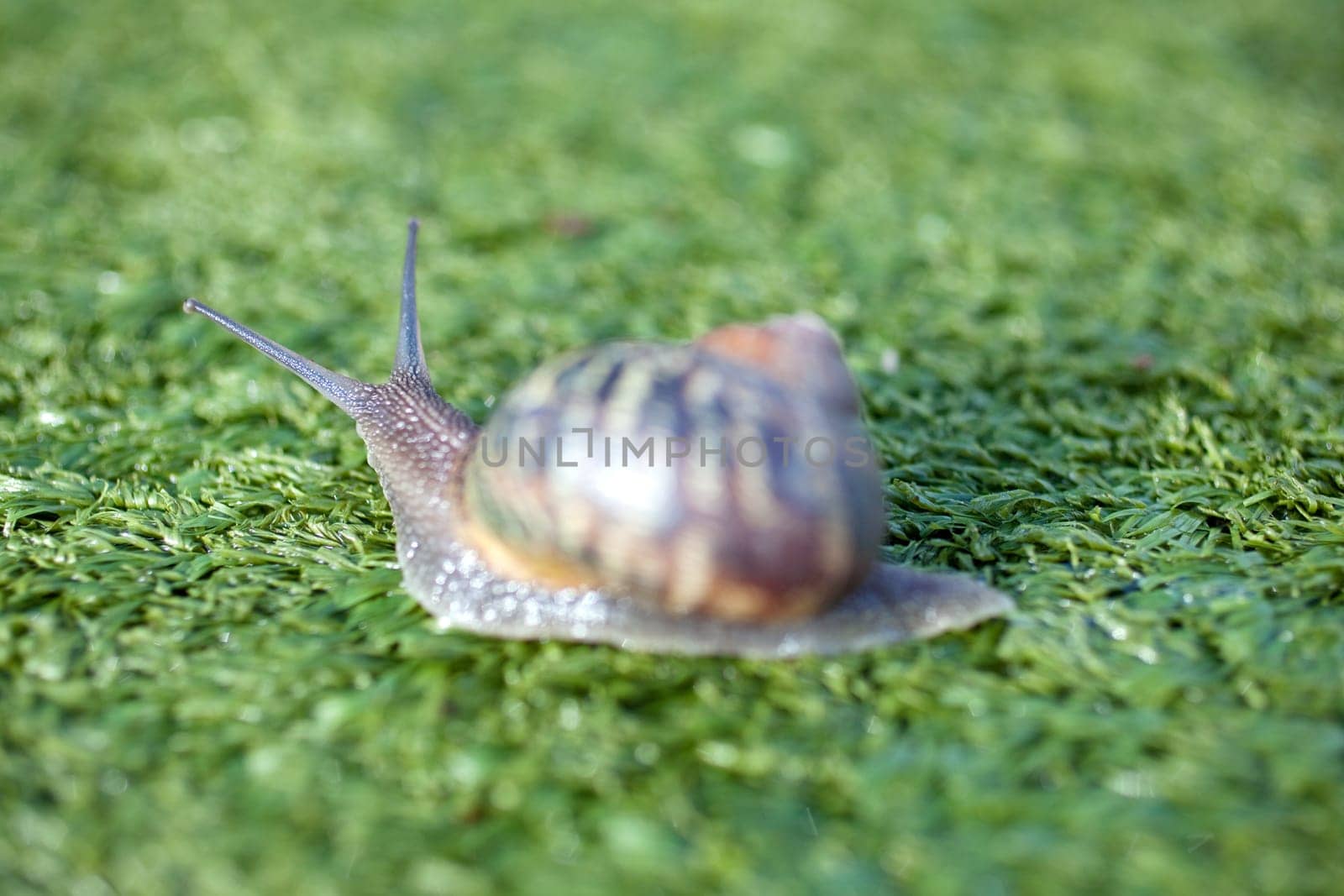 Snail on artificial grass