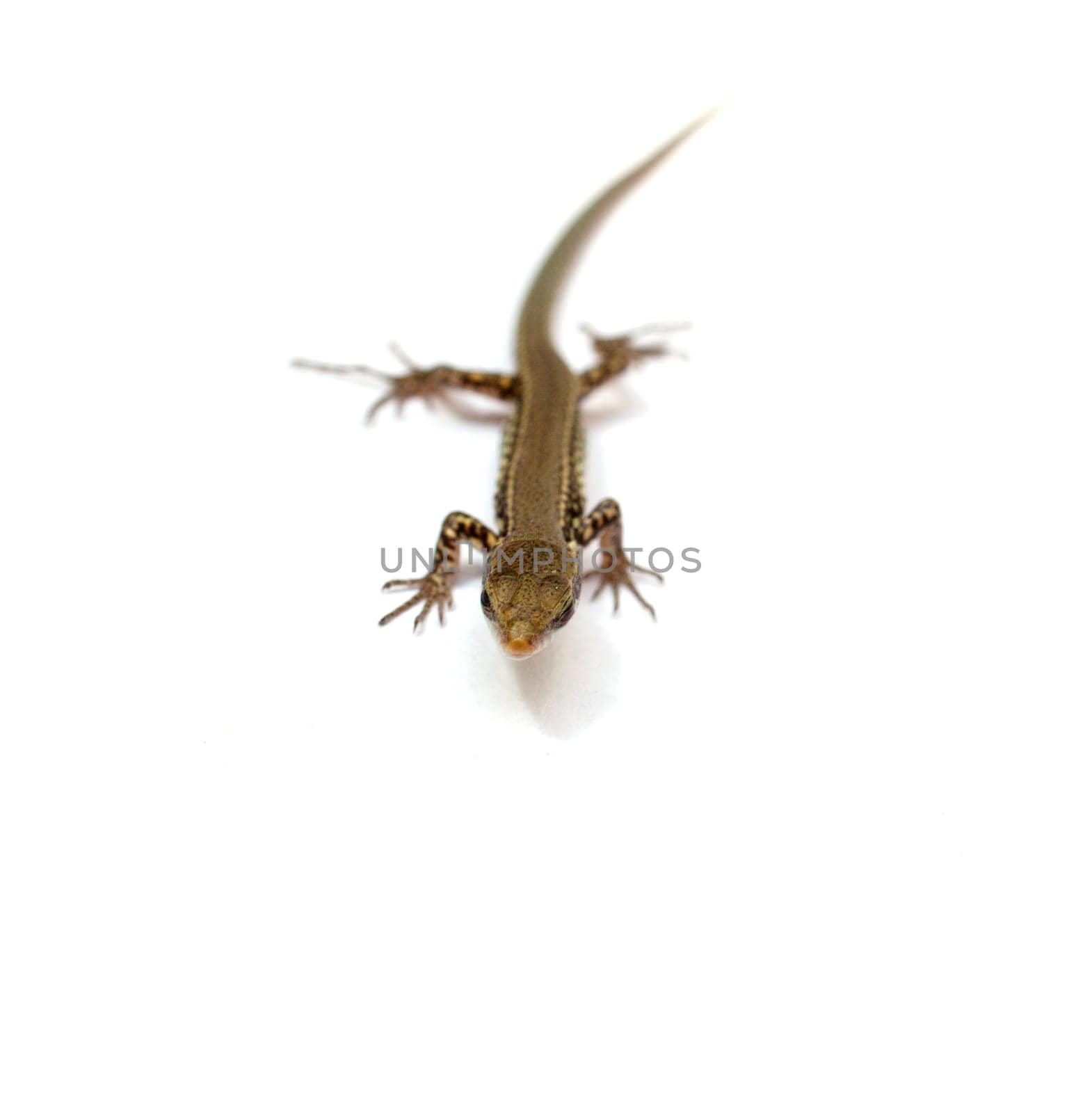 Lizard on a white background