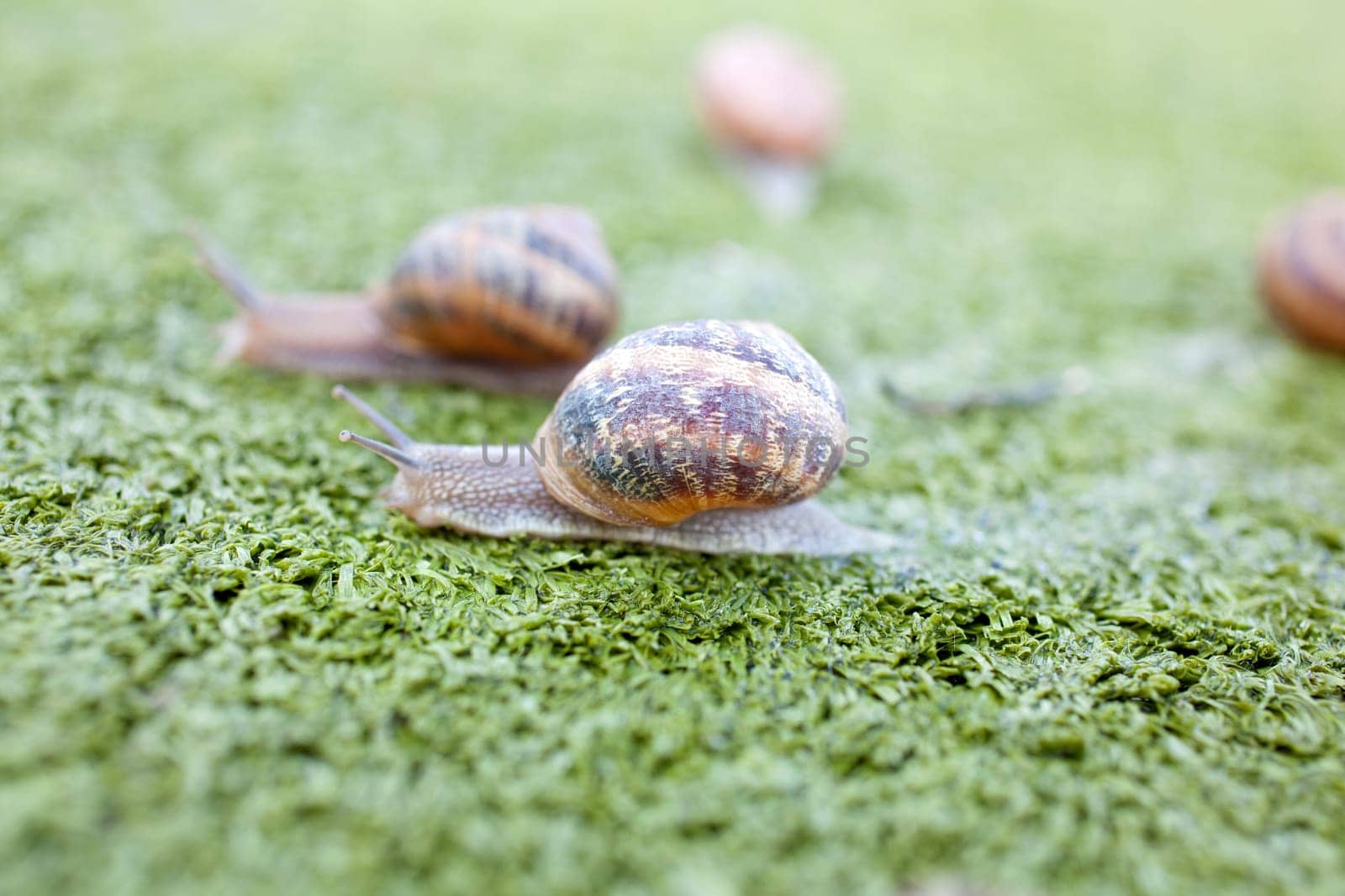 Snails on artificial grass