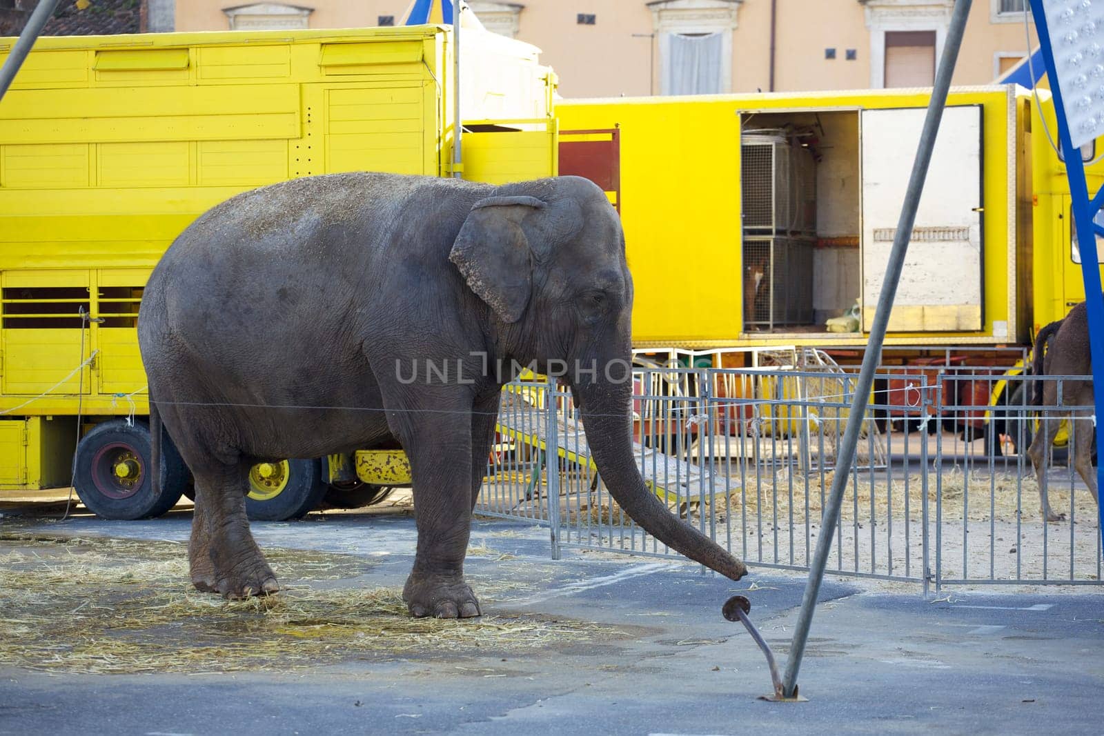 Photo of an Elephant in the city