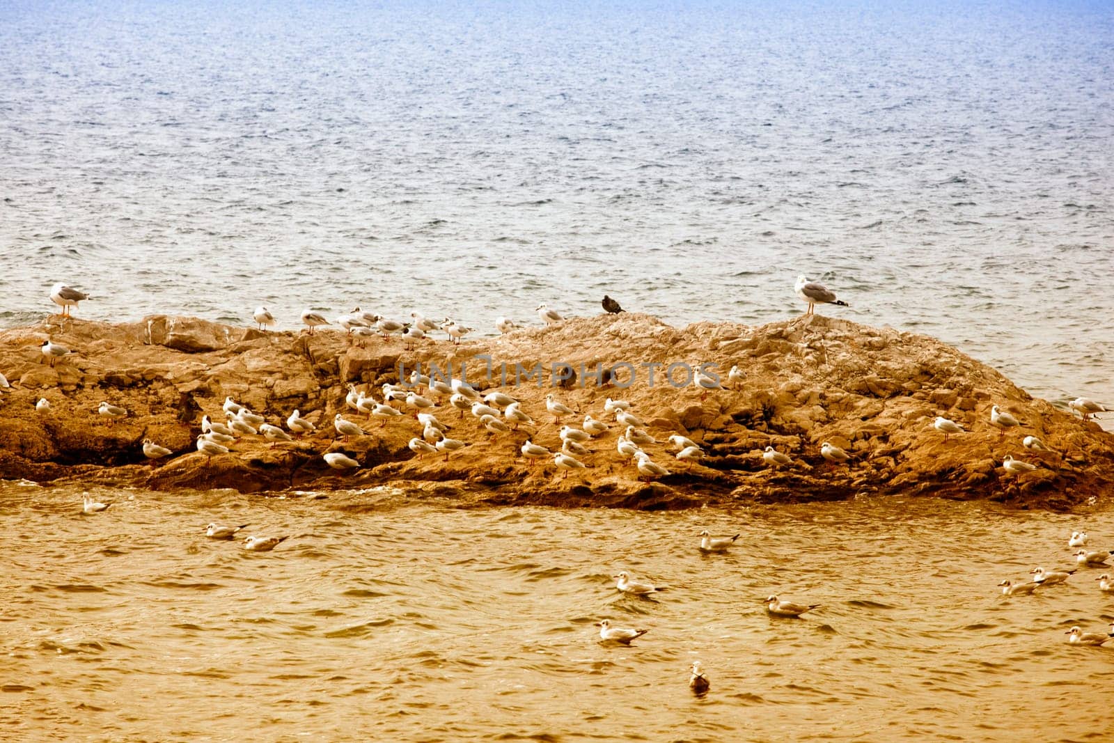 Seagulls on the rock in the sea