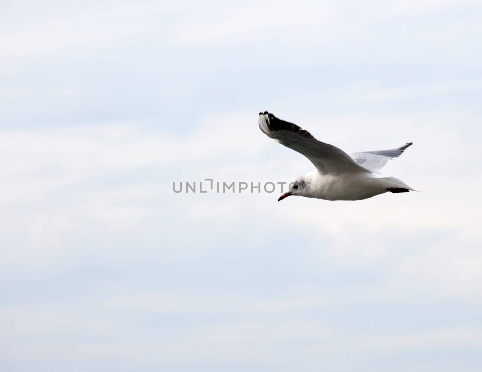 A Seagull on the sky