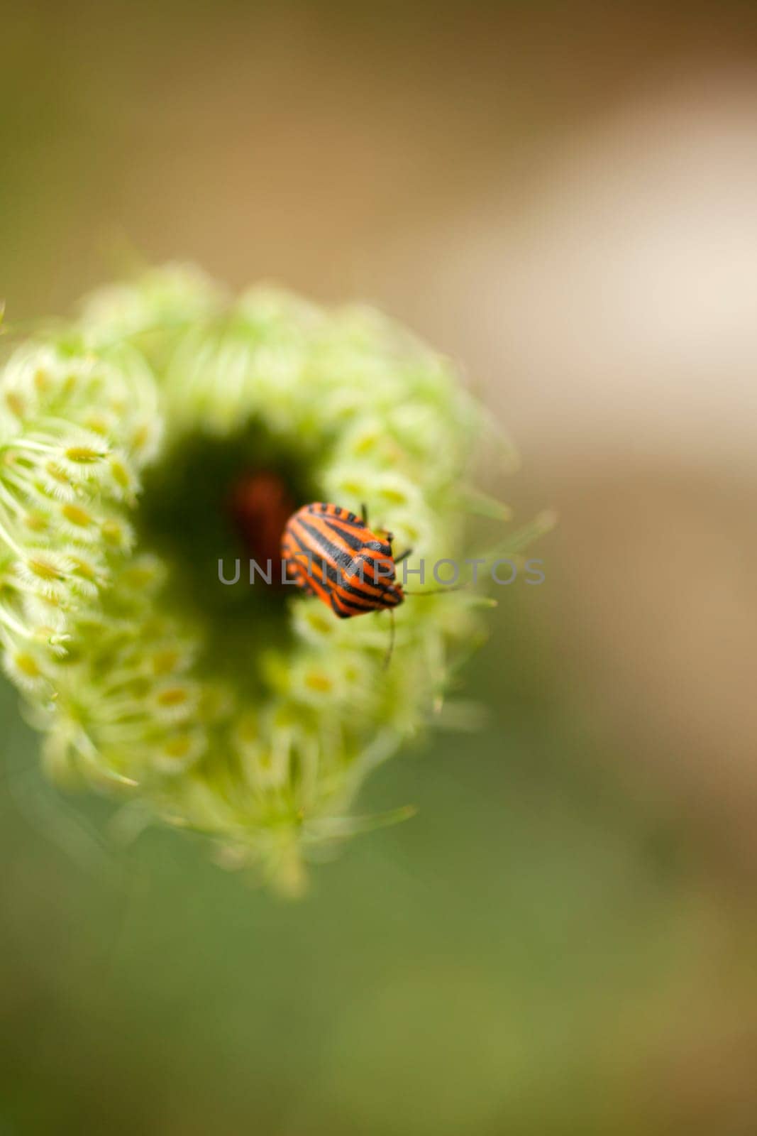 View of Beetles on countryside flower
