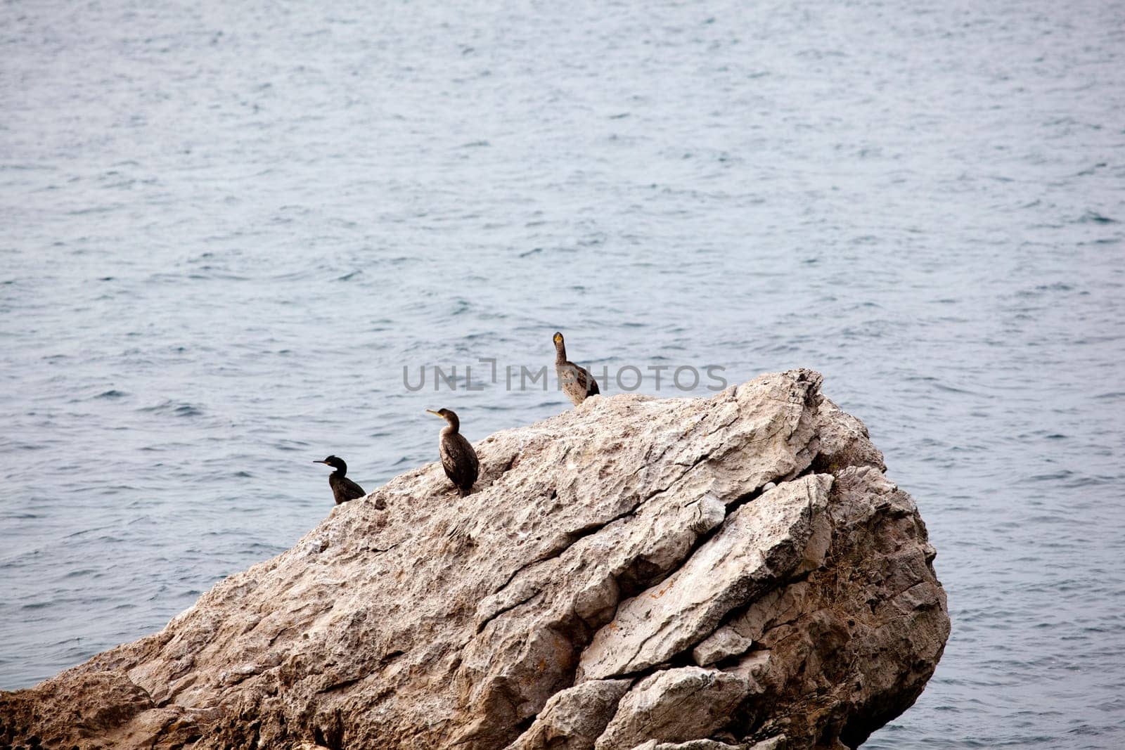 Seagulls on the rock in the sea