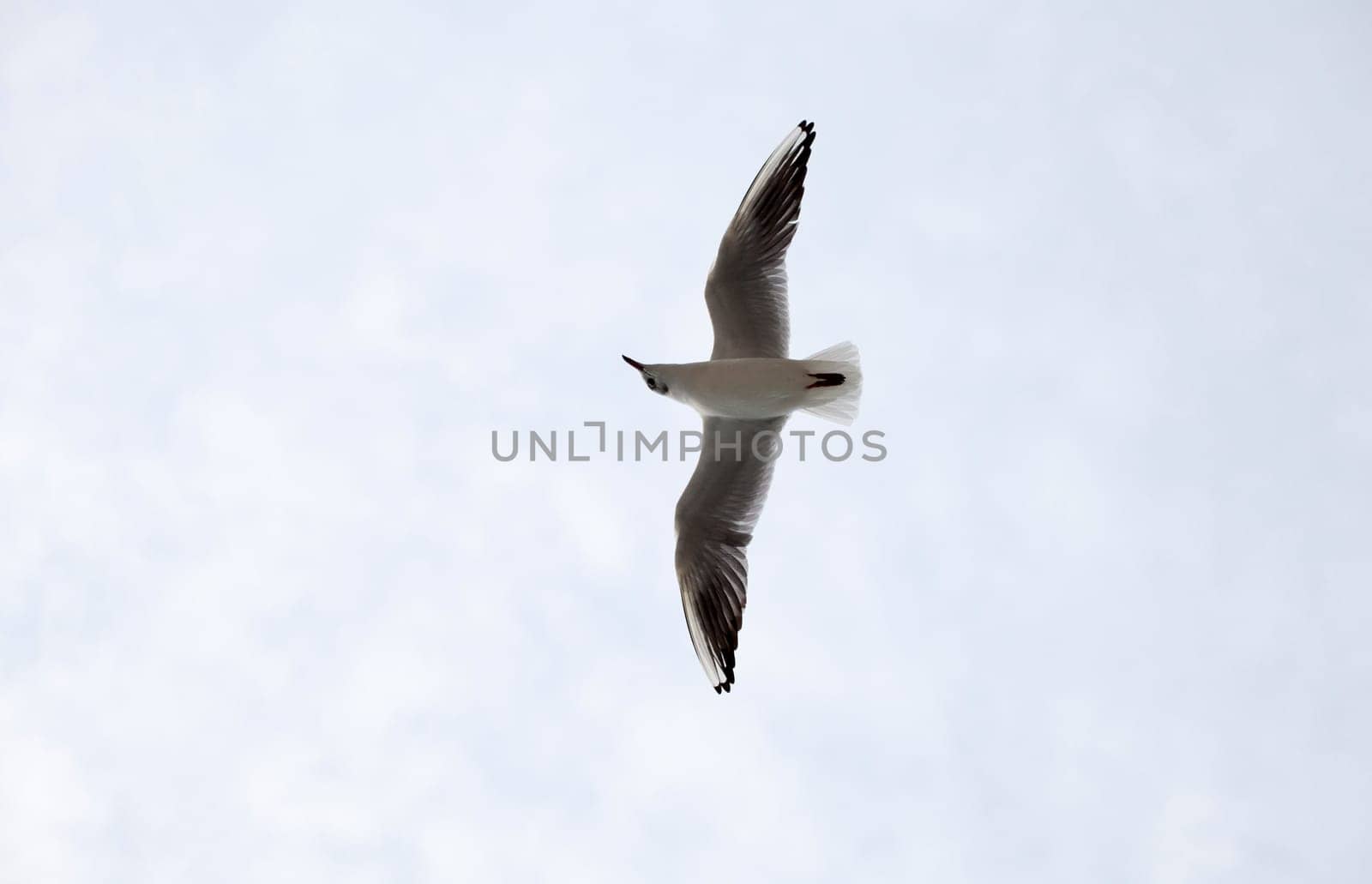A Seagull on the sky