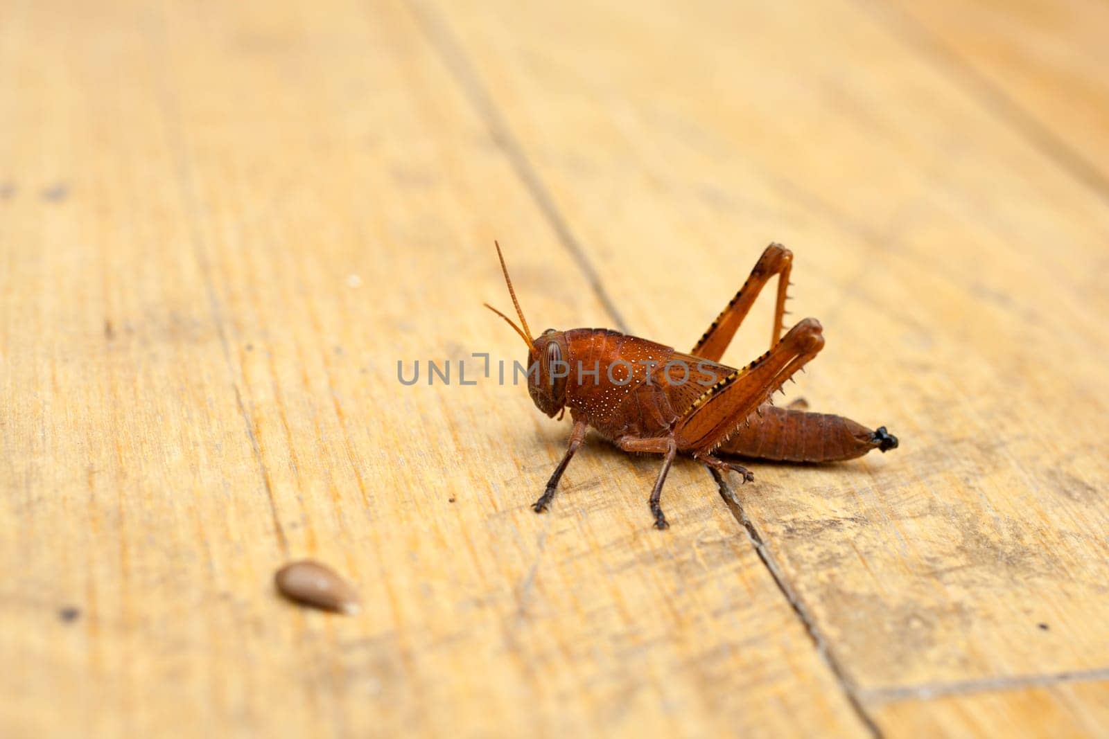 A Grasshopper on wooden surface