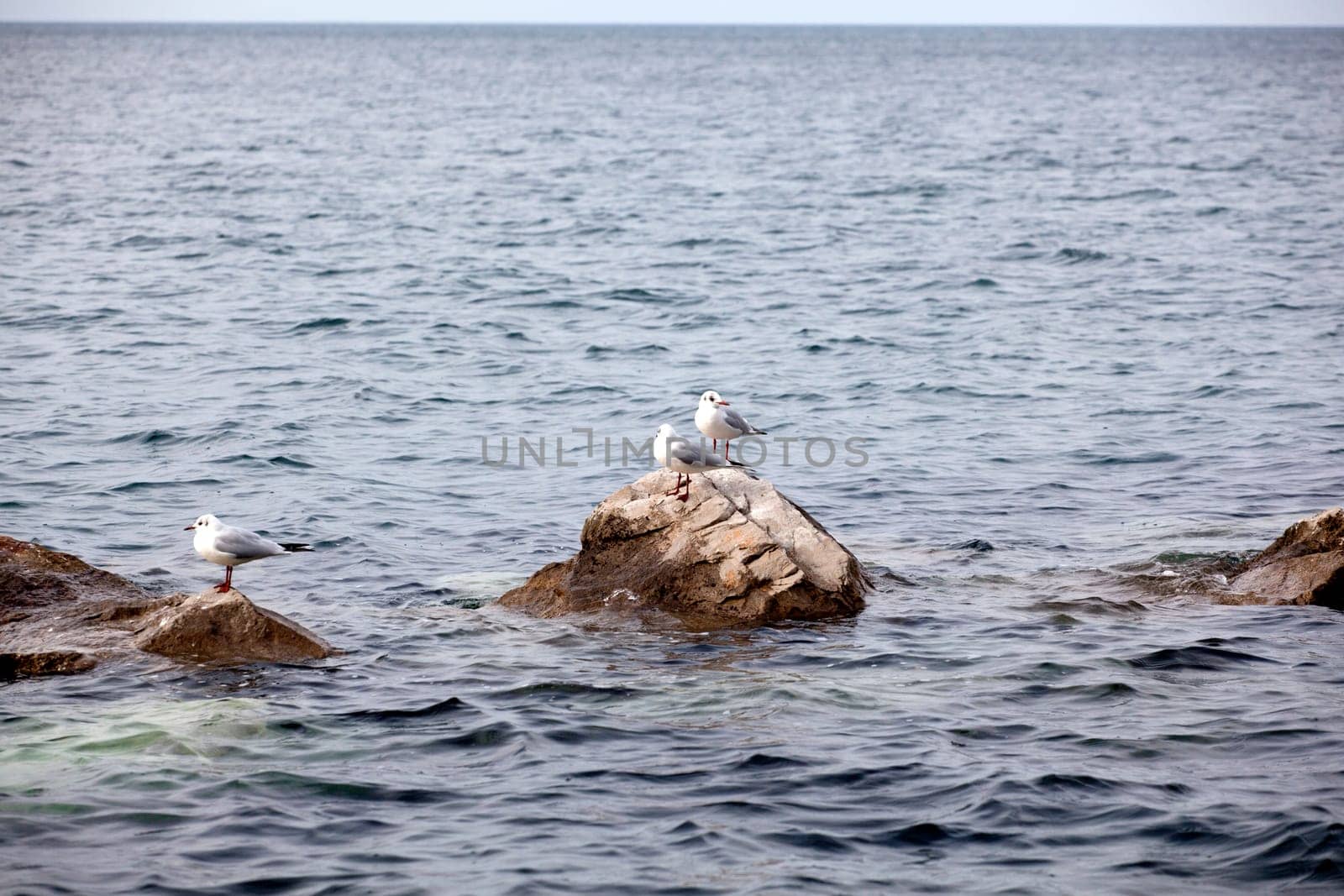 Seagulls on the rock in the sea