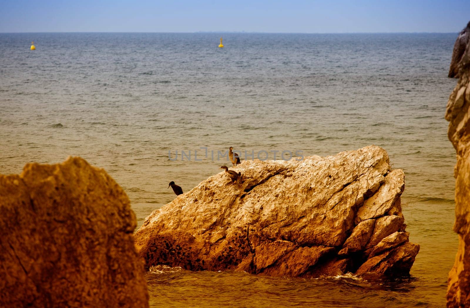 Seagulls on the rock in the sea