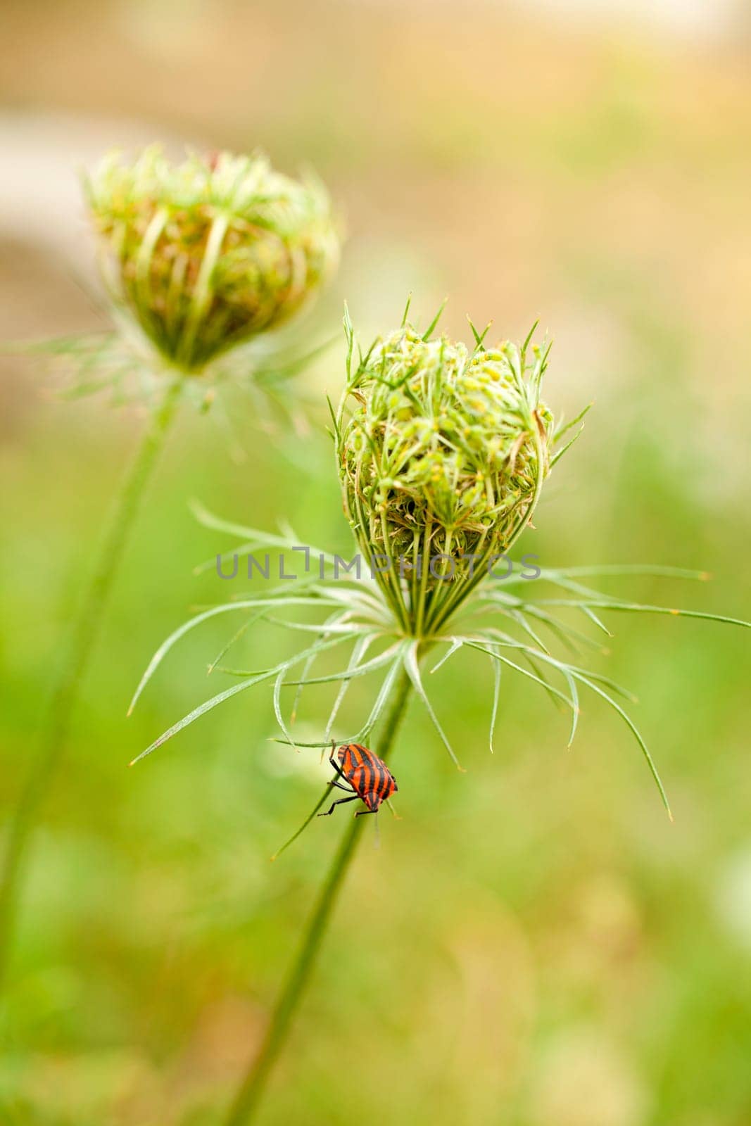 View of Beetles on countryside flower