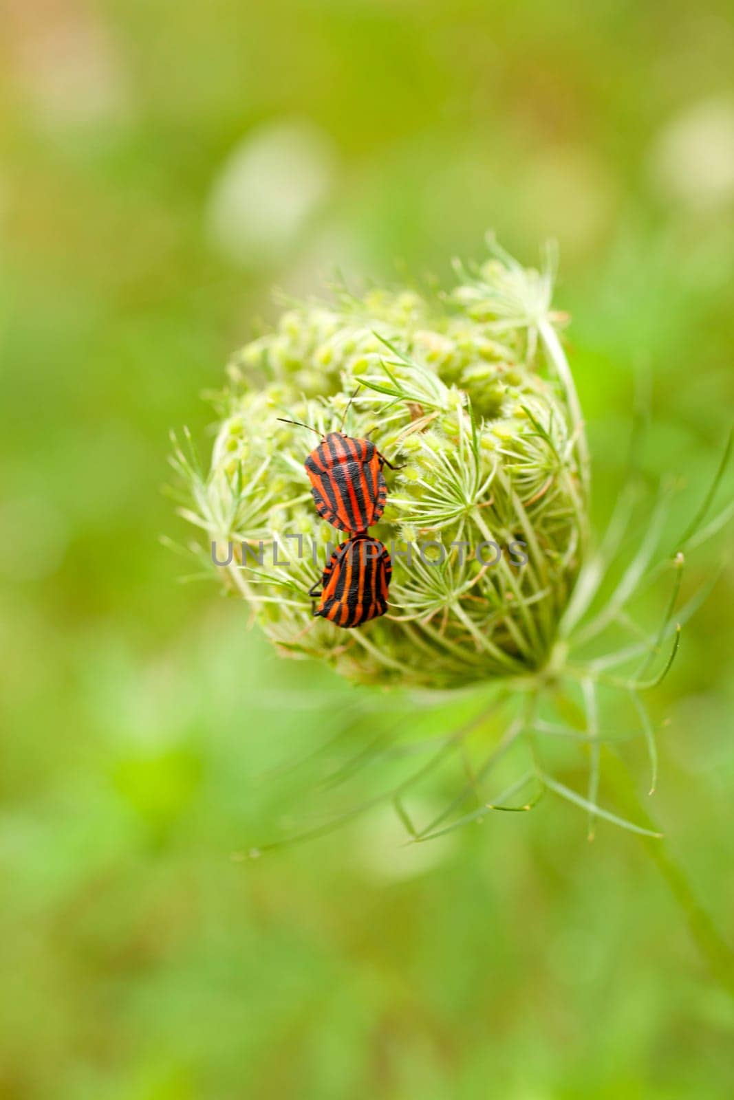 View of Beetles on countryside flower
