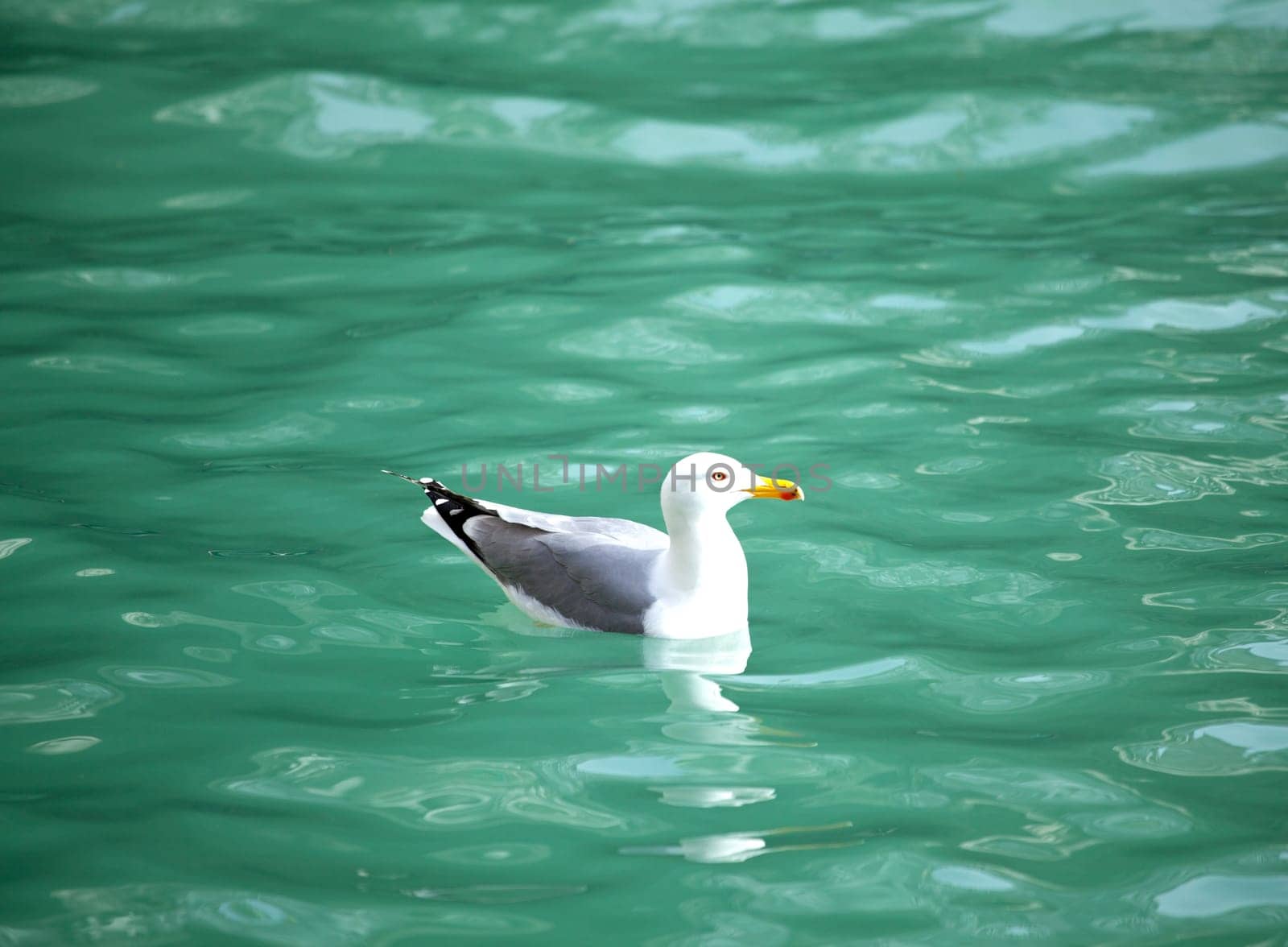 A Seagull on the sea