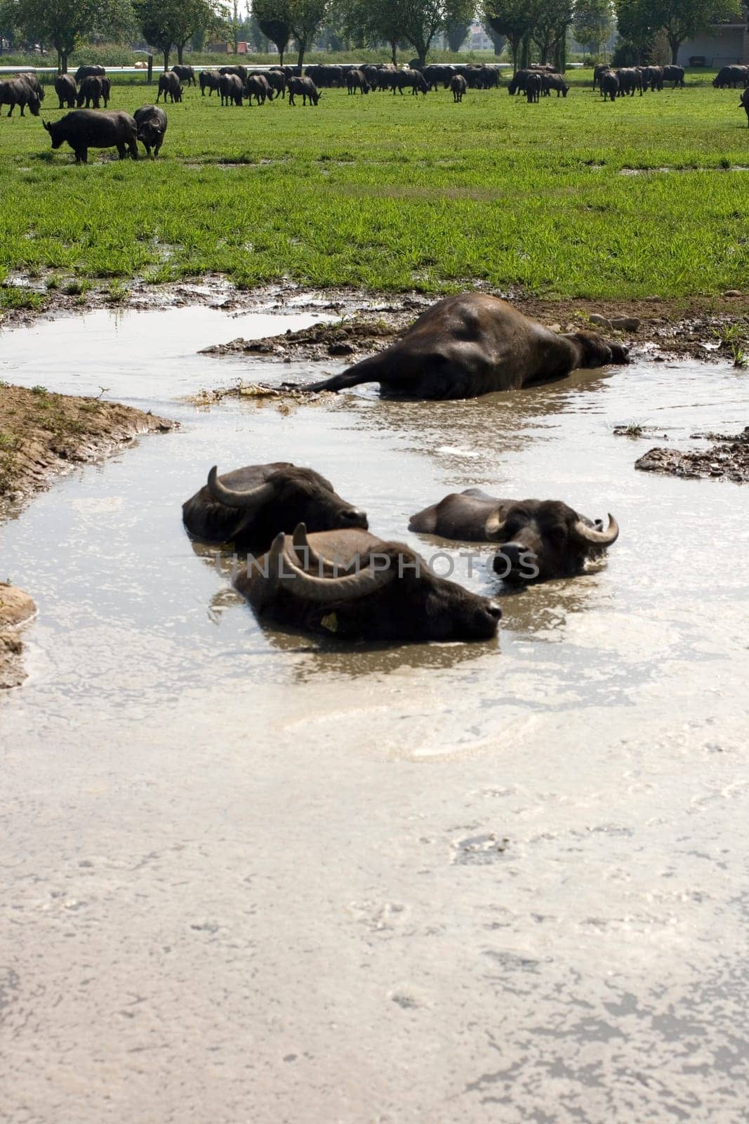 View of buffaloes in a muddy water