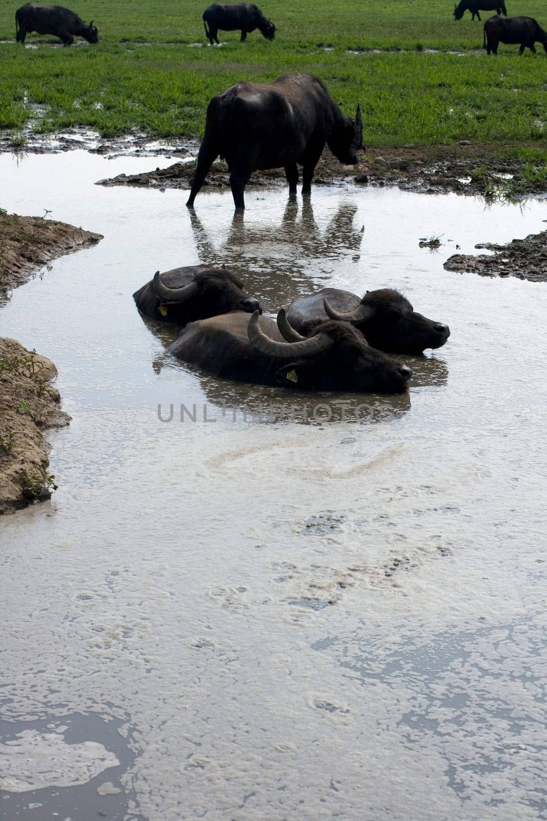 View of buffaloes in a muddy water
