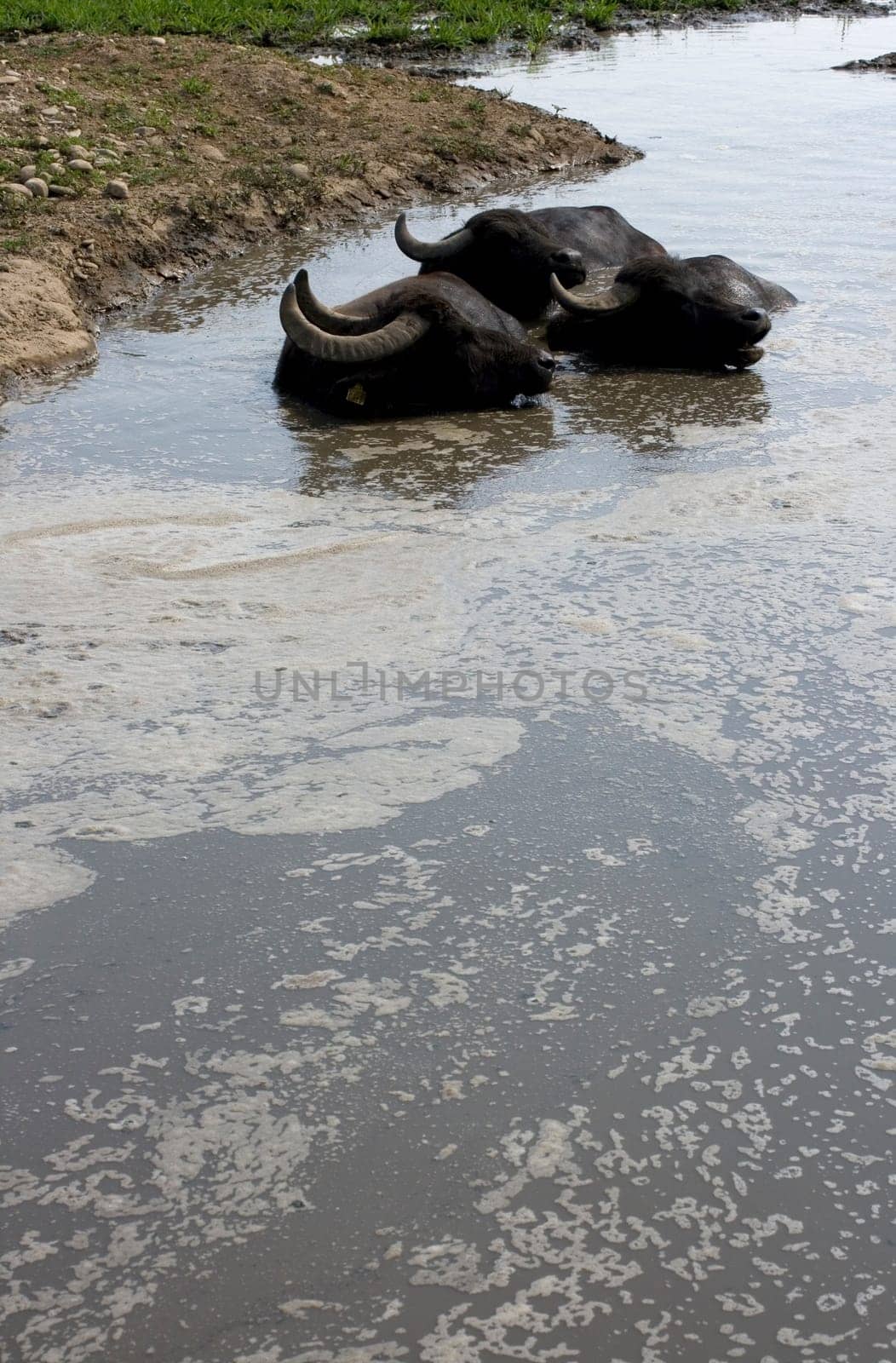 View of buffaloes in a muddy water