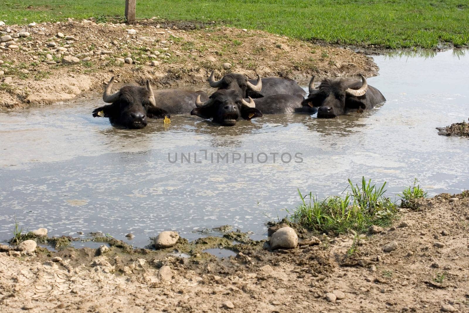 View of buffaloes in a muddy water