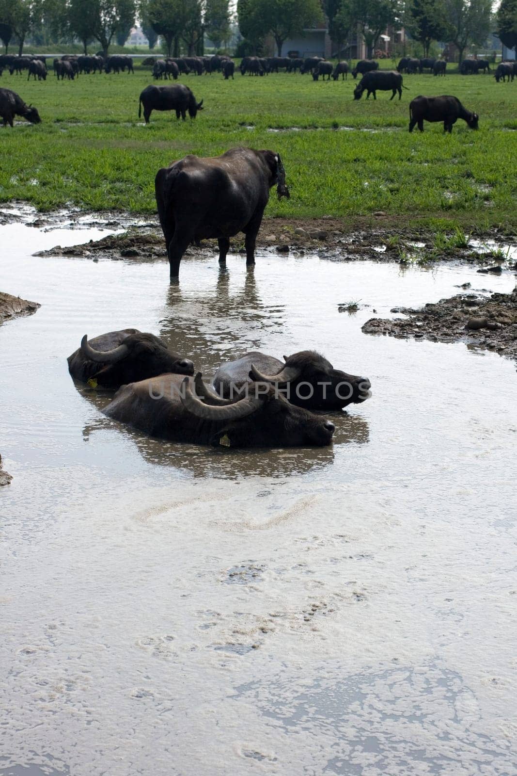 View of buffaloes in a muddy water