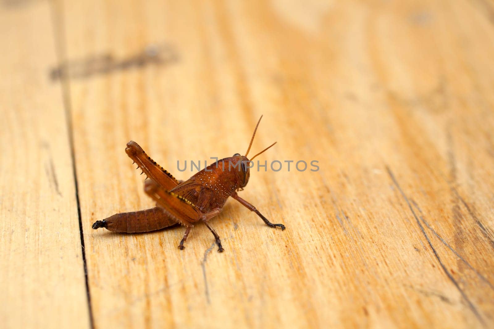 A Grasshopper on wooden surface