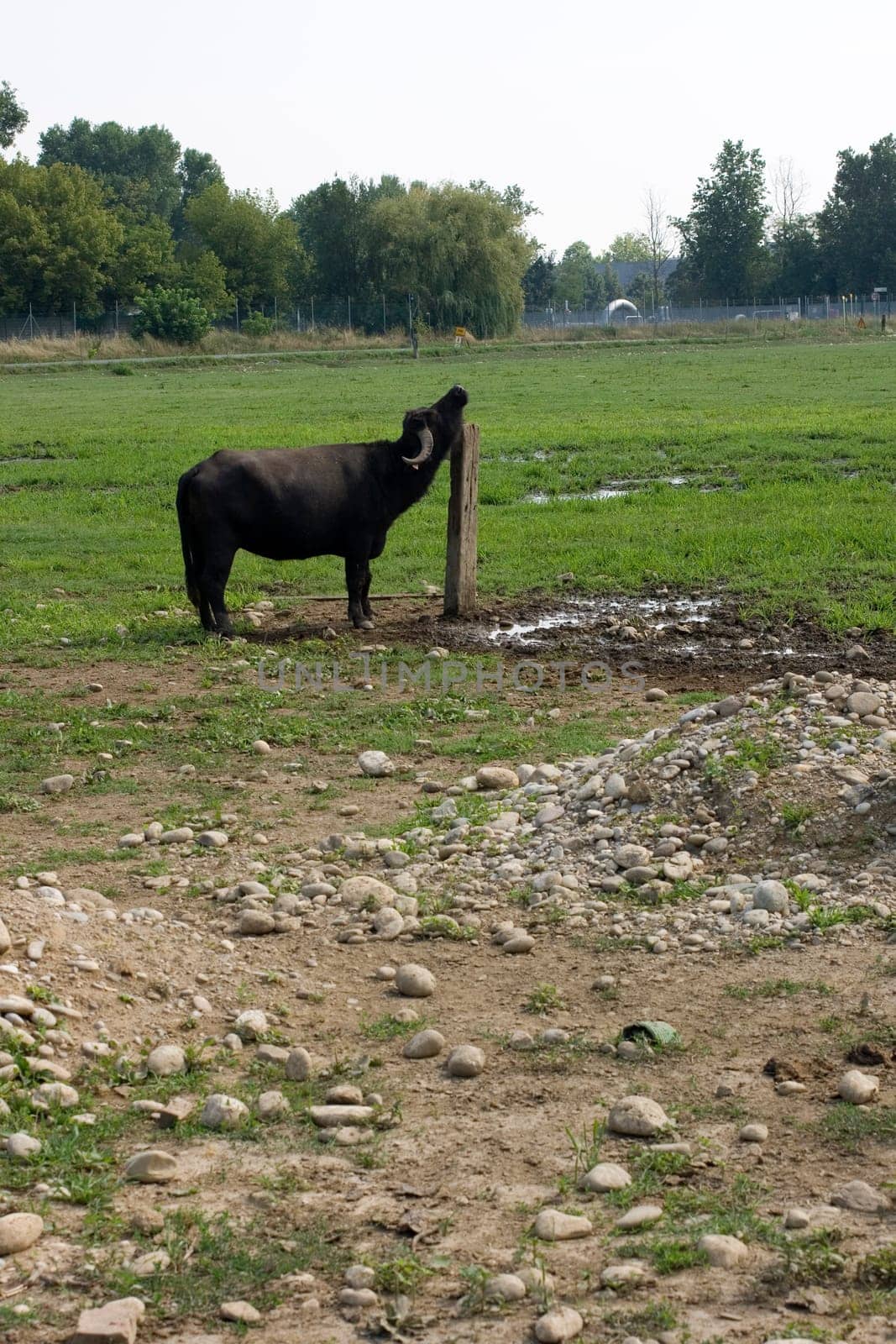 Buffalo that scratching on a wooden pole
