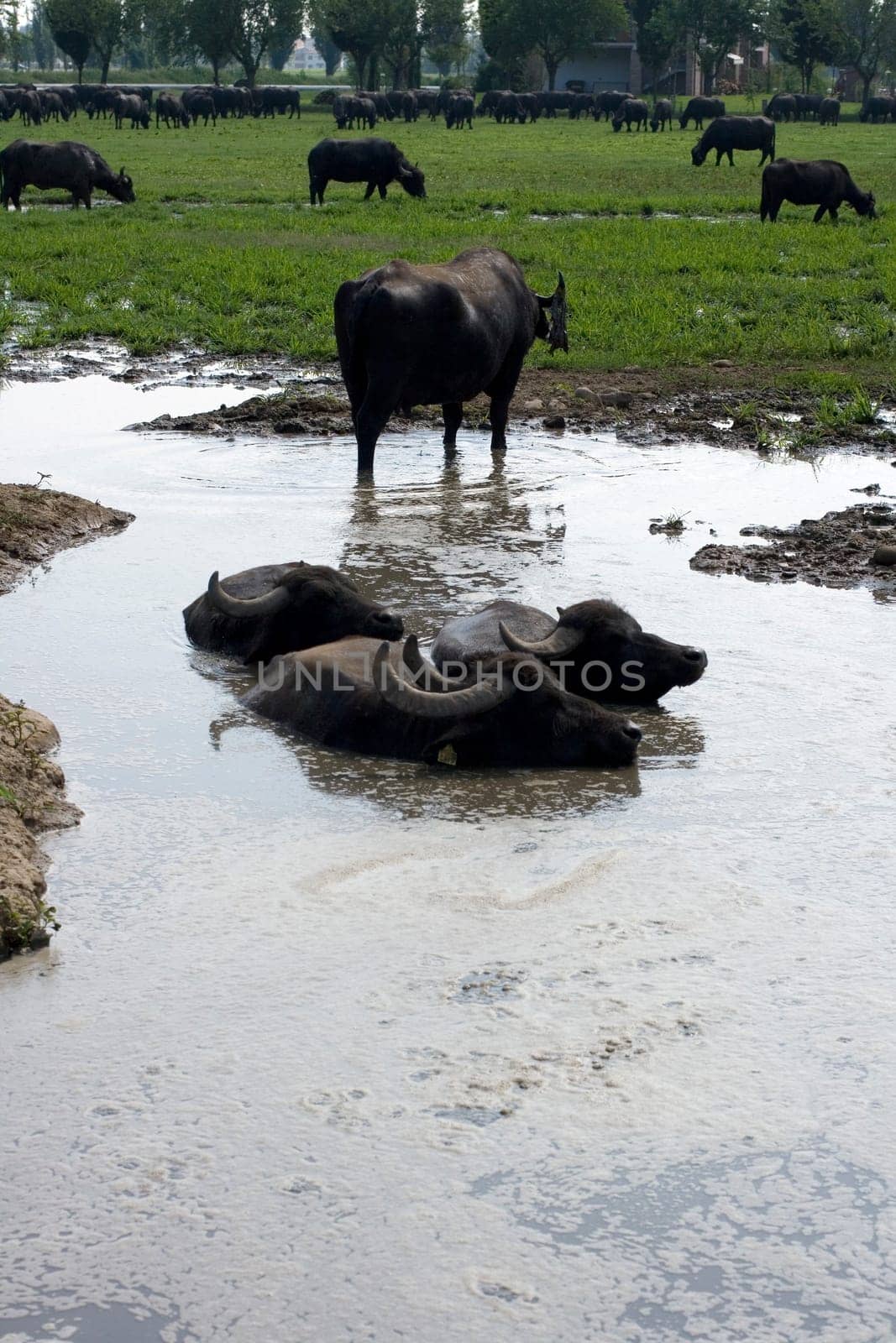 View of buffaloes in a muddy water