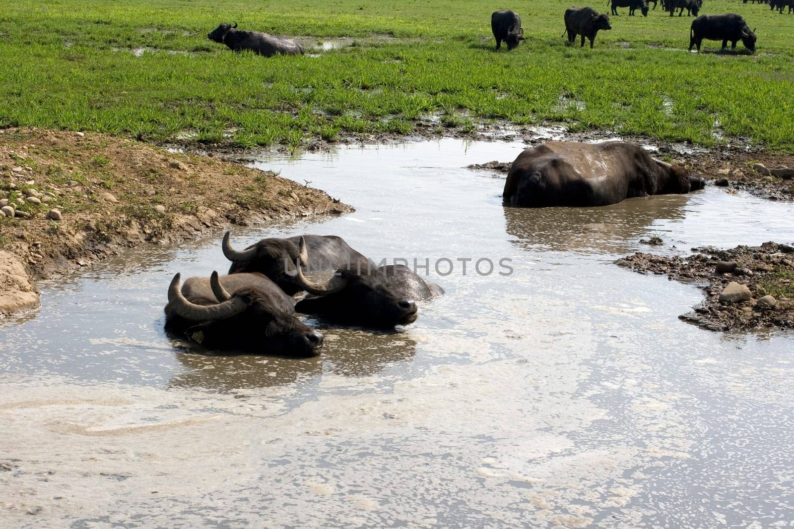 View of buffaloes in a muddy water