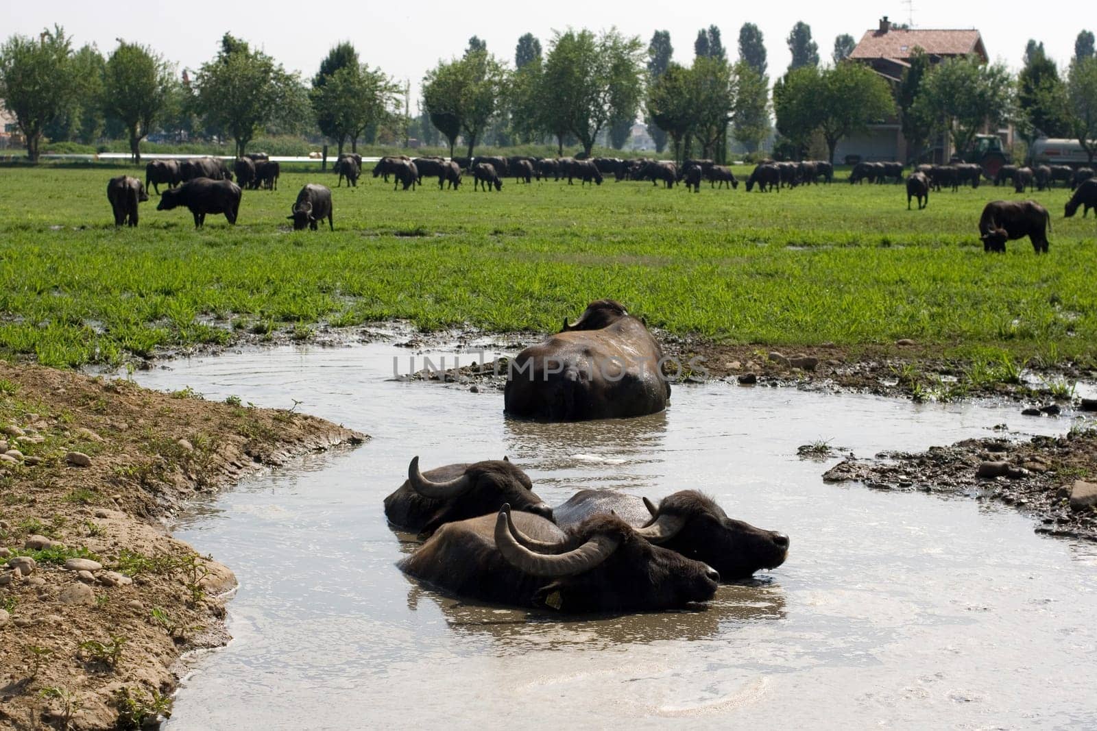 View of buffaloes in a muddy water