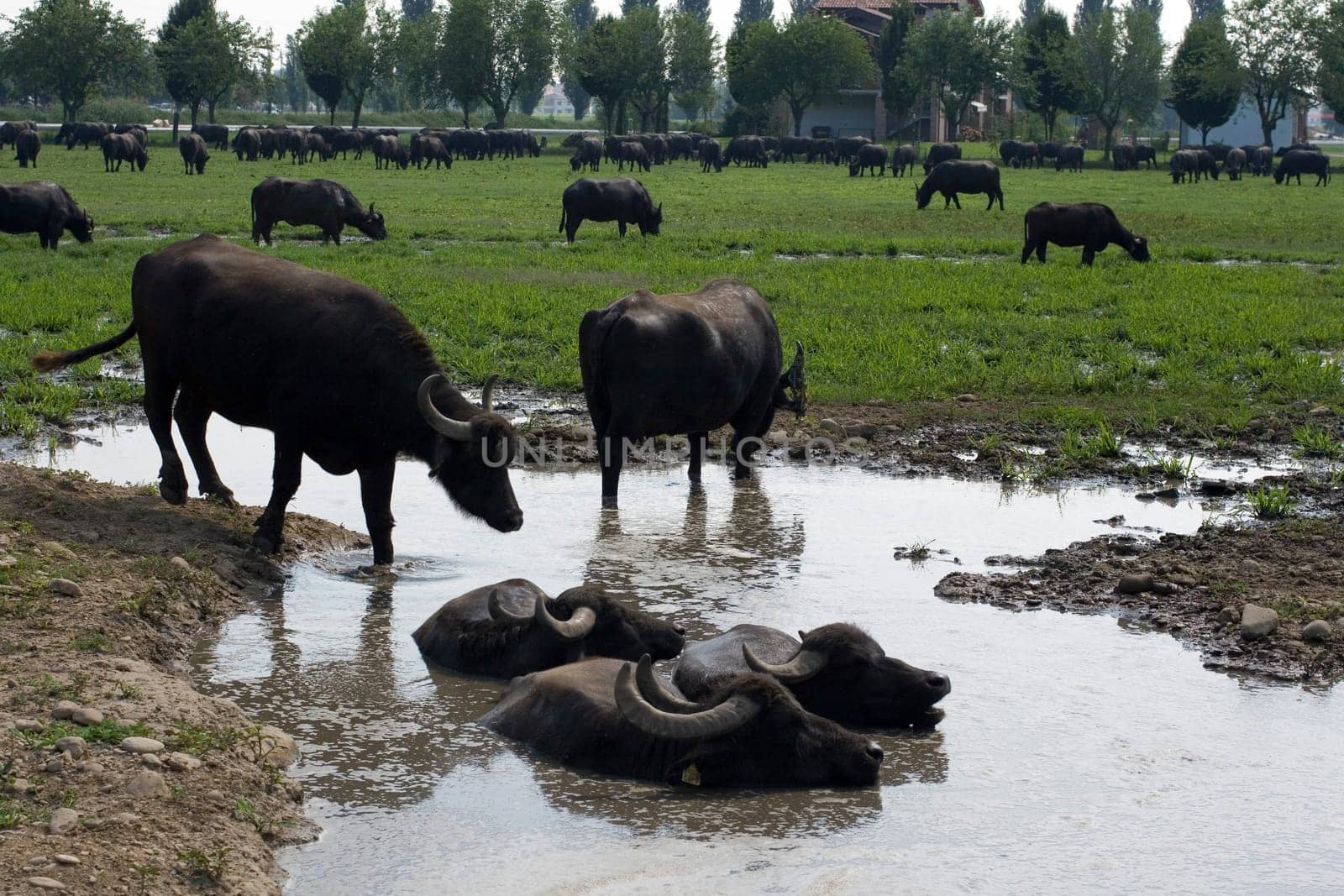 View of buffaloes in a muddy water