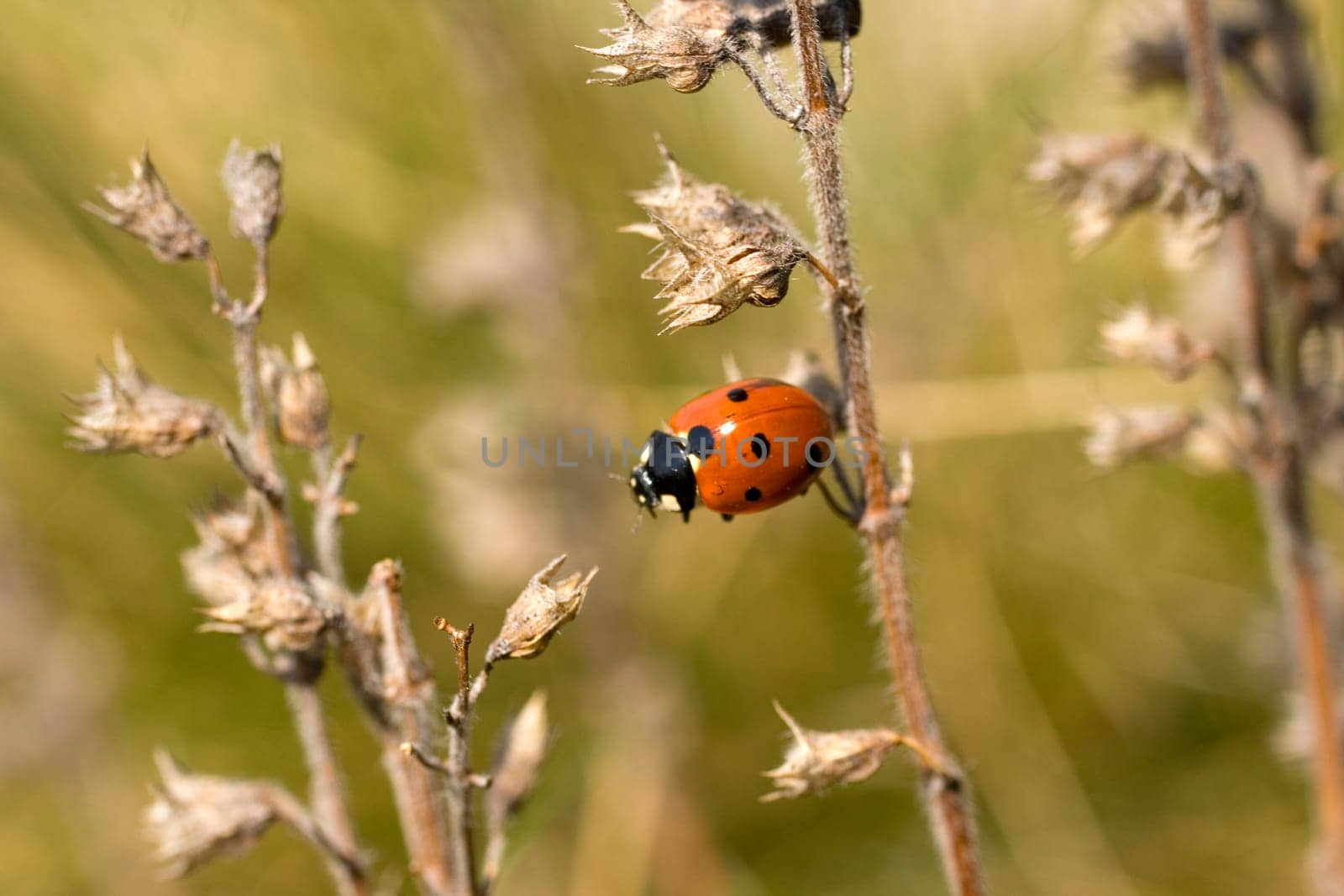 Ladybug on the dried leaf