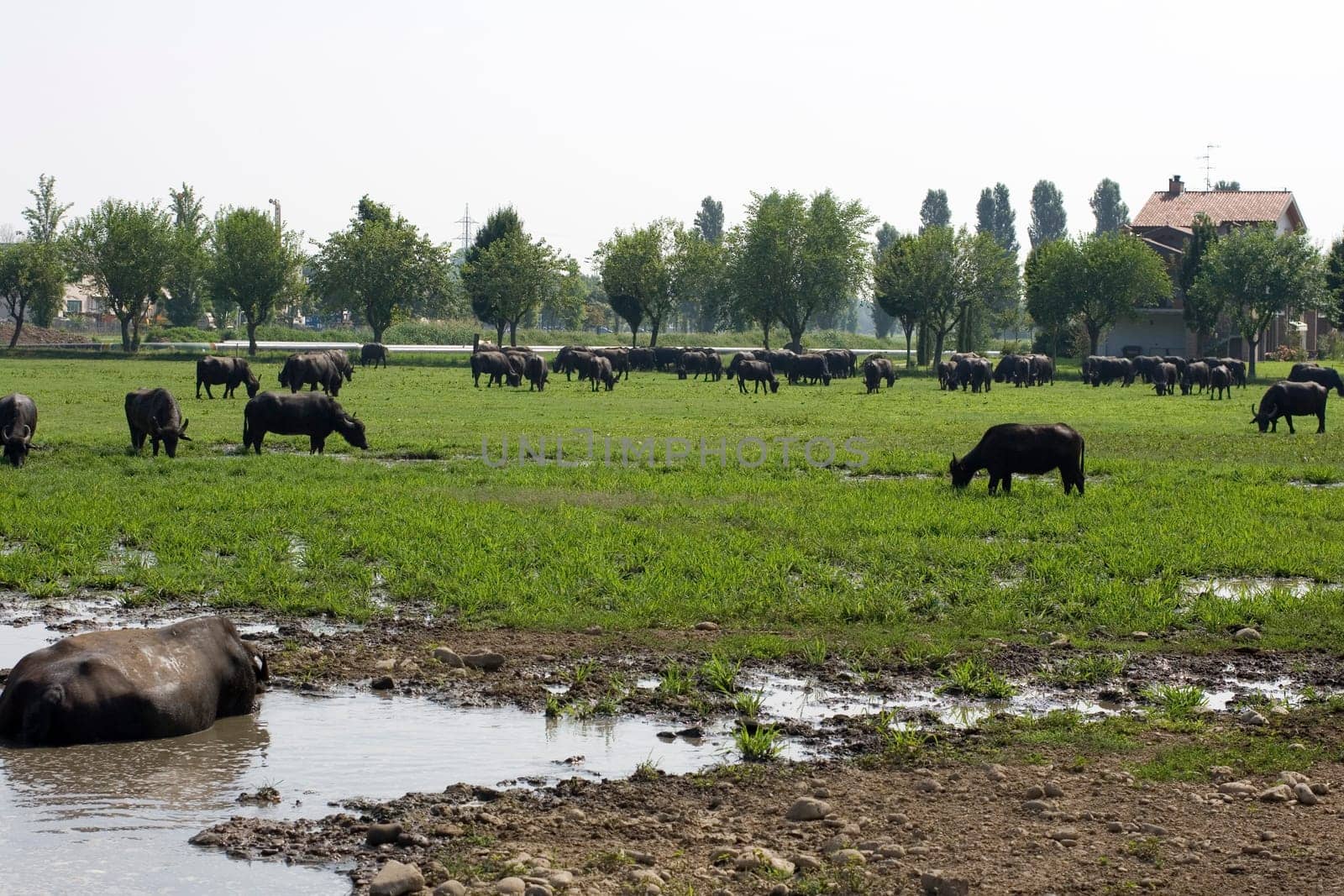 View of buffaloes in a muddy water