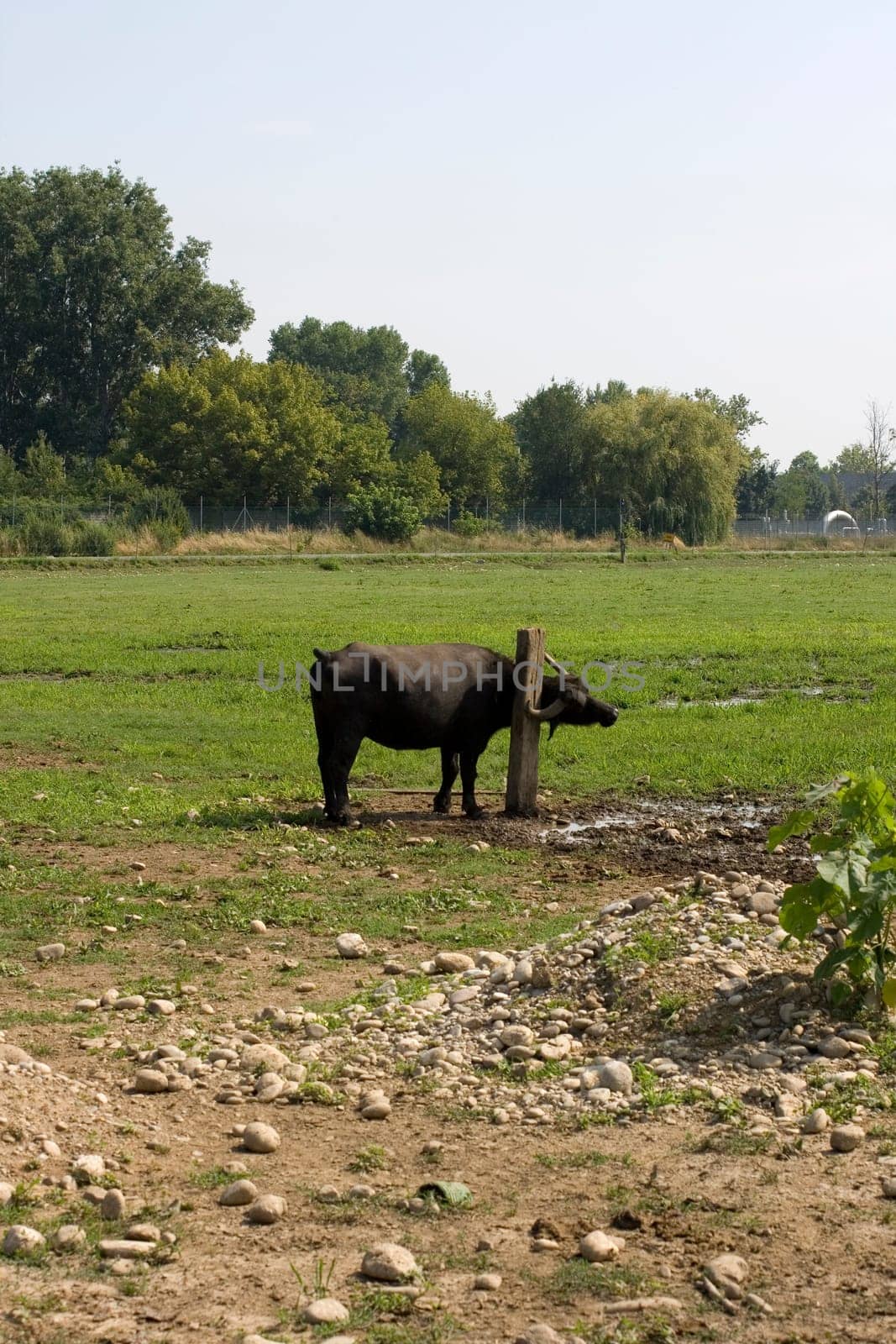 Buffalo that scratching on a wooden pole
