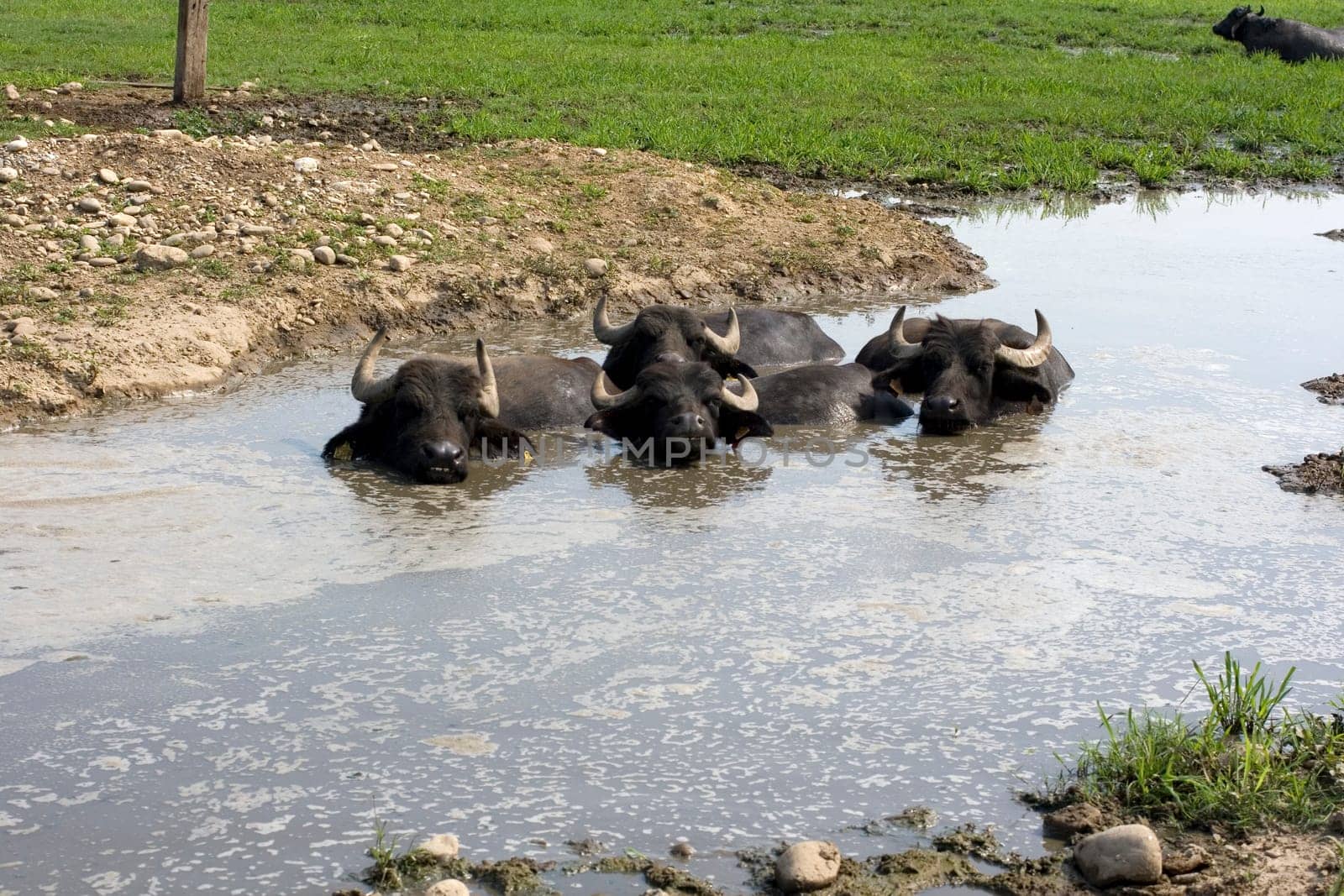 View of buffaloes in a muddy water