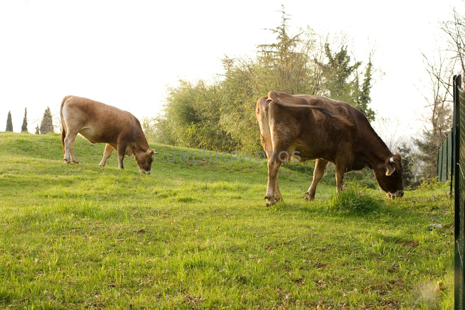 Cows grazing in a meadow