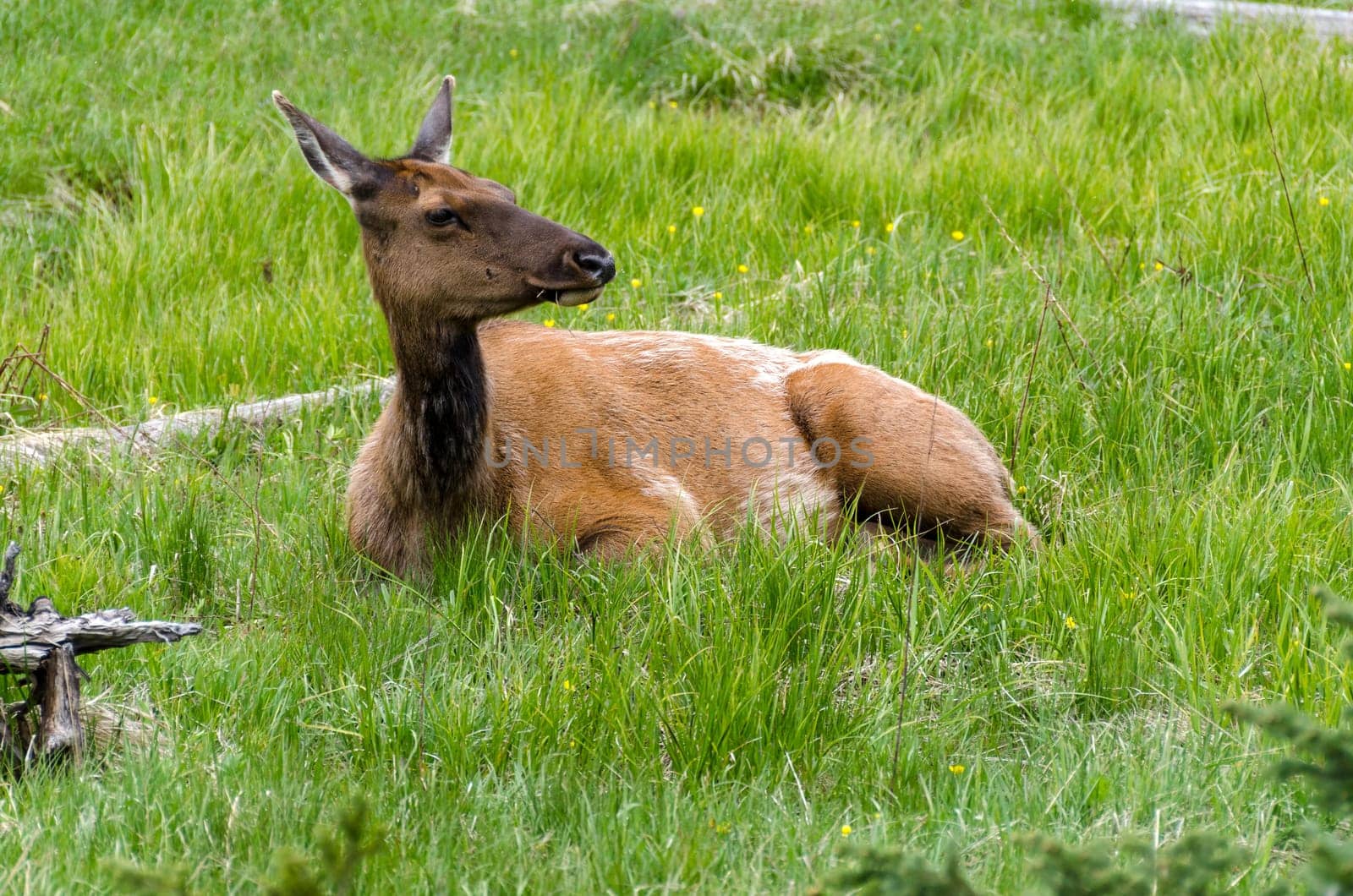 deer when it is snowing in Yellowstone National Park in Wyoming