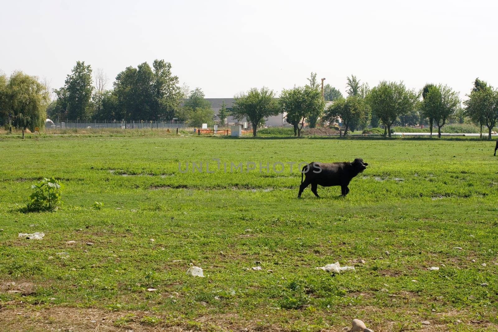 Buffalo grazing on a green field
