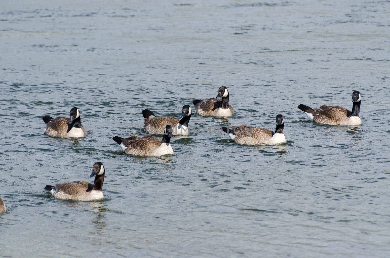ducks on the Yellowstone River in Yellowstone National Park in Wyoming