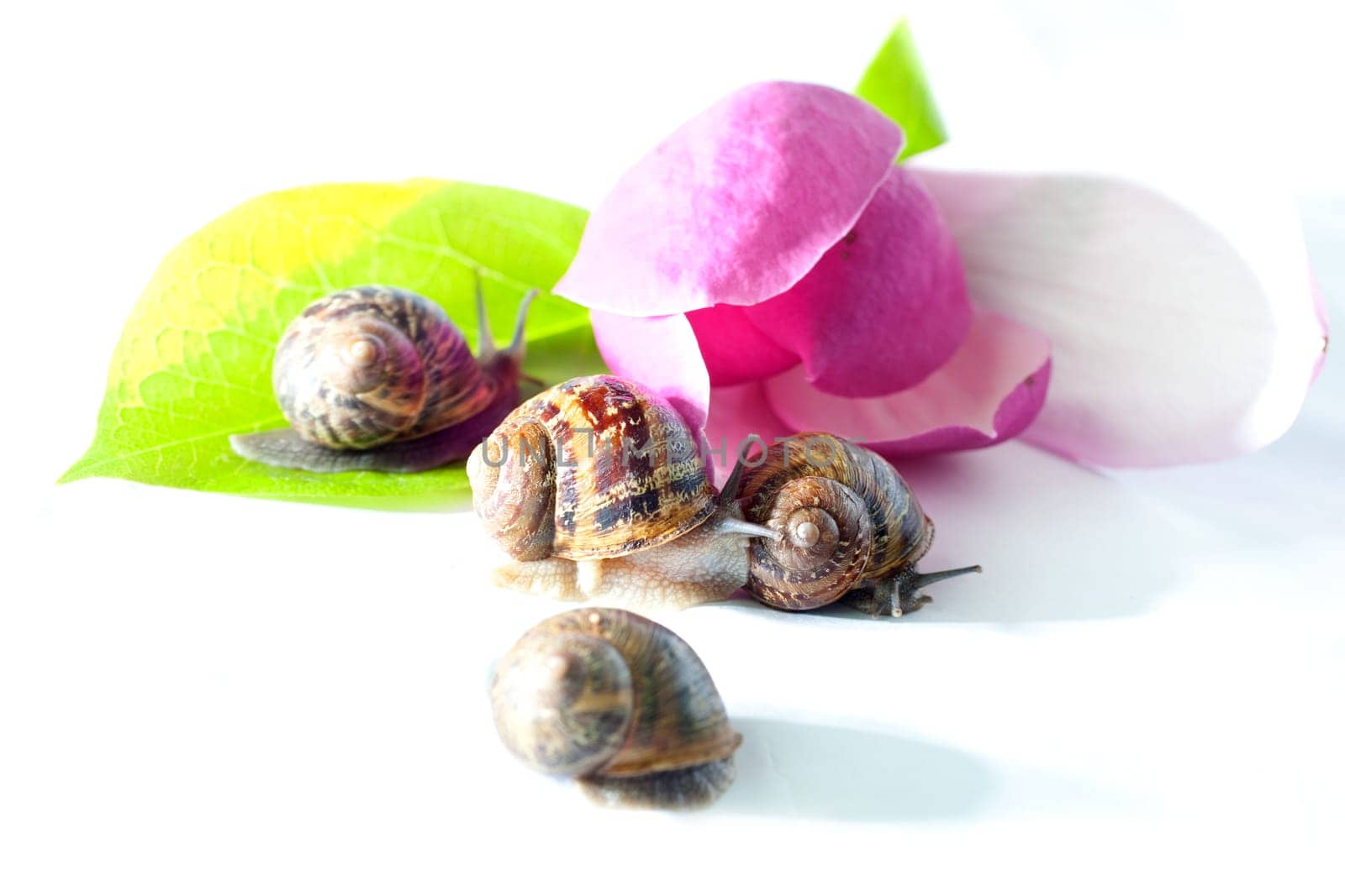 Snails on pink flower on white