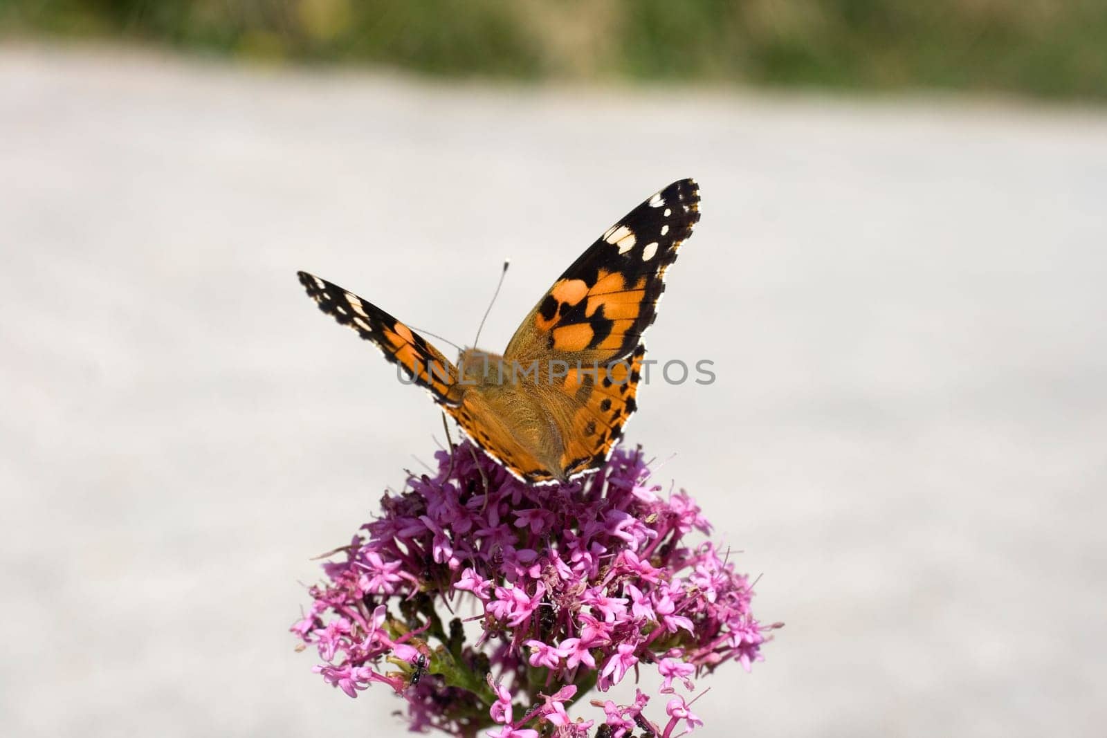 Wonderful butterfly on lavander flower