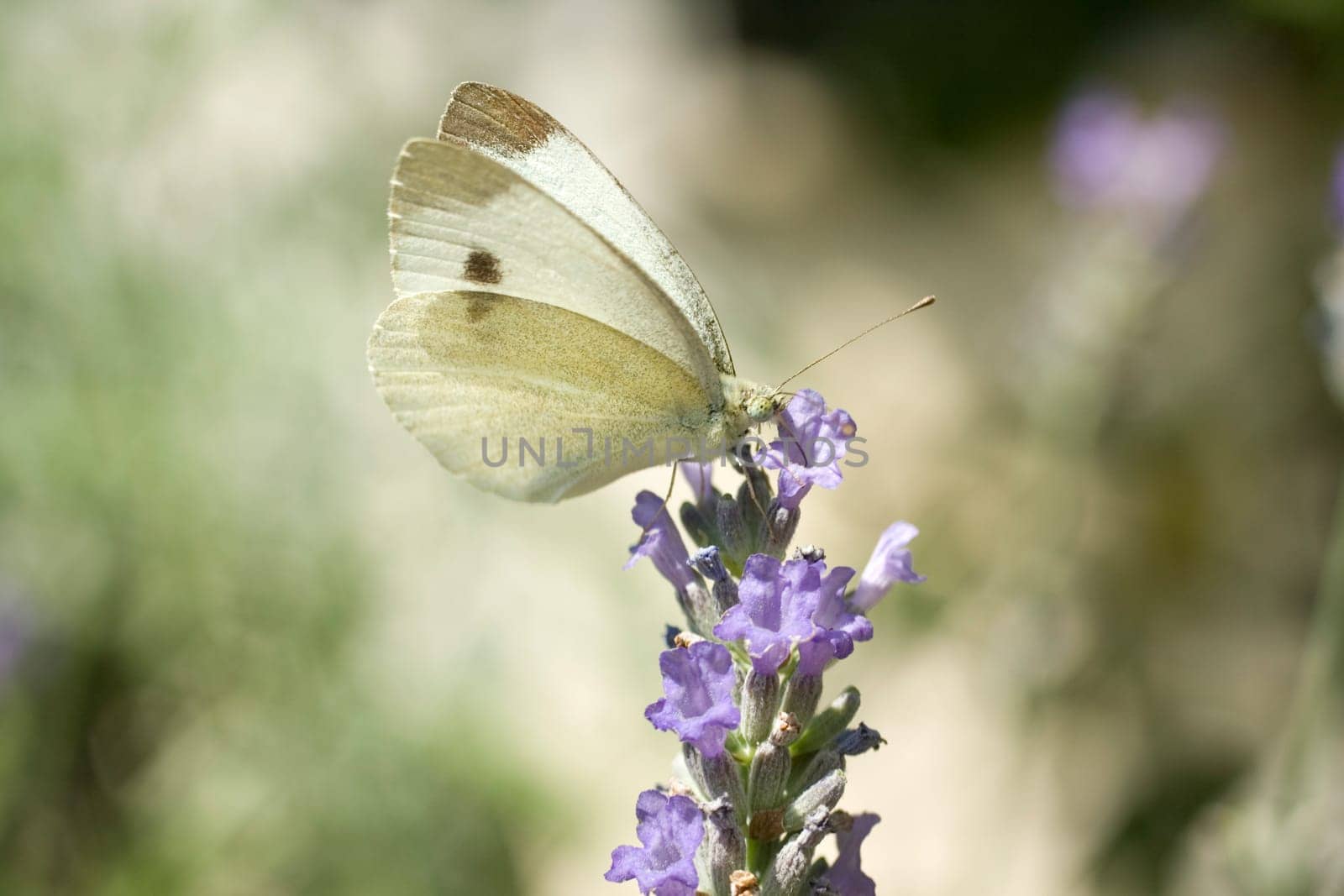 Wonderful butterfly on lavander flower