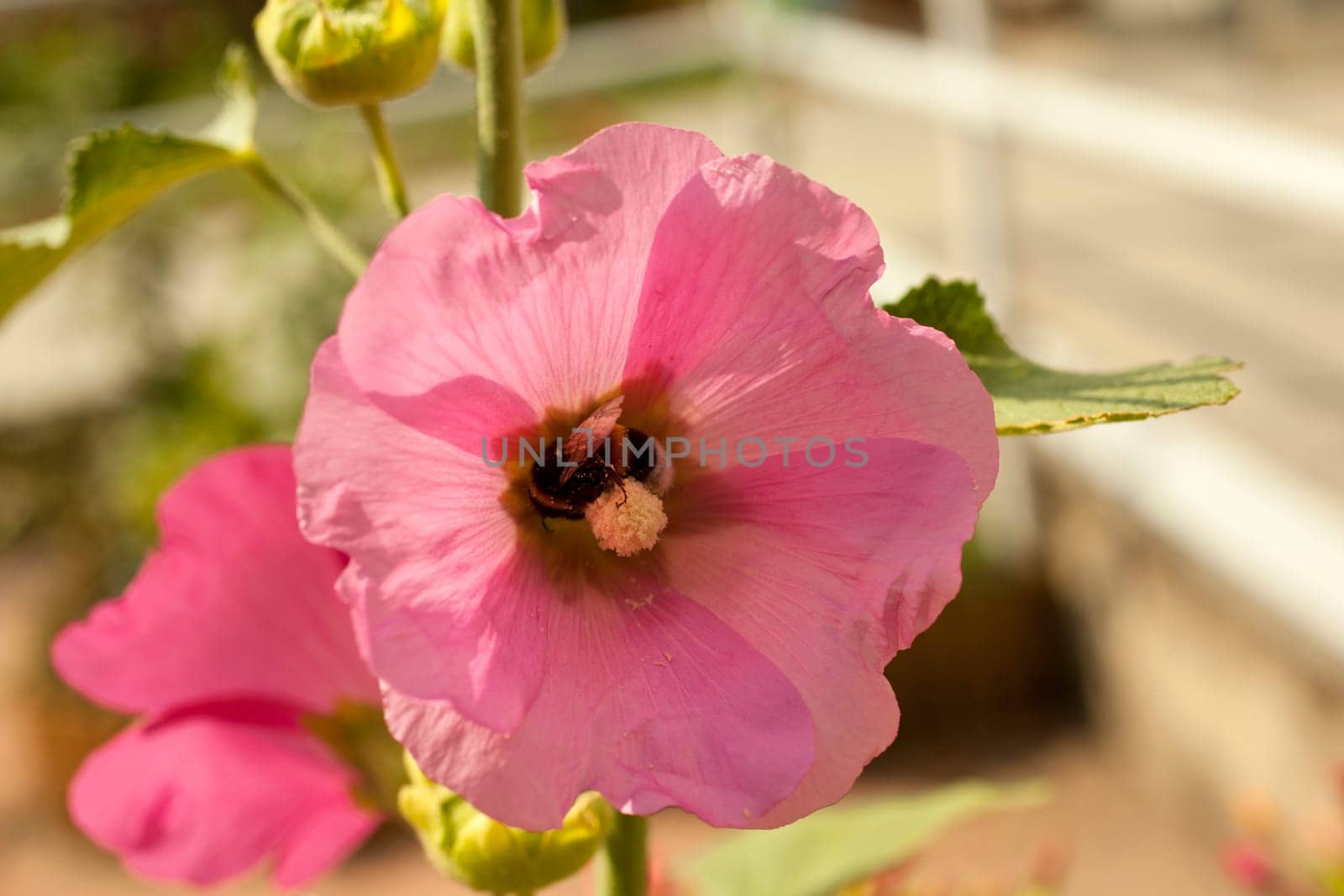 A Bee on a pink flower