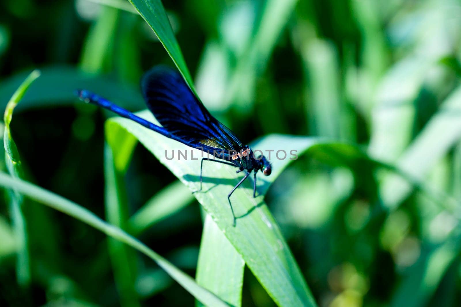 A blue dragonfly on leaf