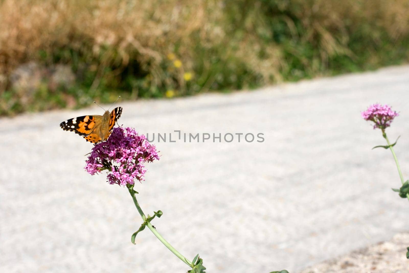 Wonderful butterfly on lavander flower