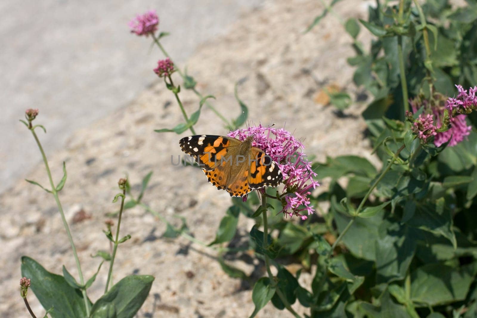 Wonderful butterfly on lavander flower