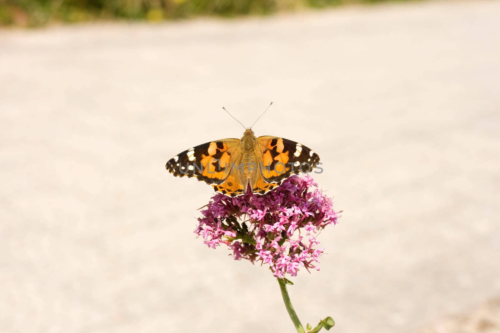 Wonderful butterfly on lavander flower