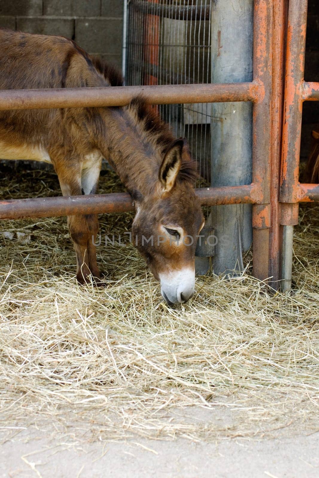 Young donkey behind the bars in the farm
