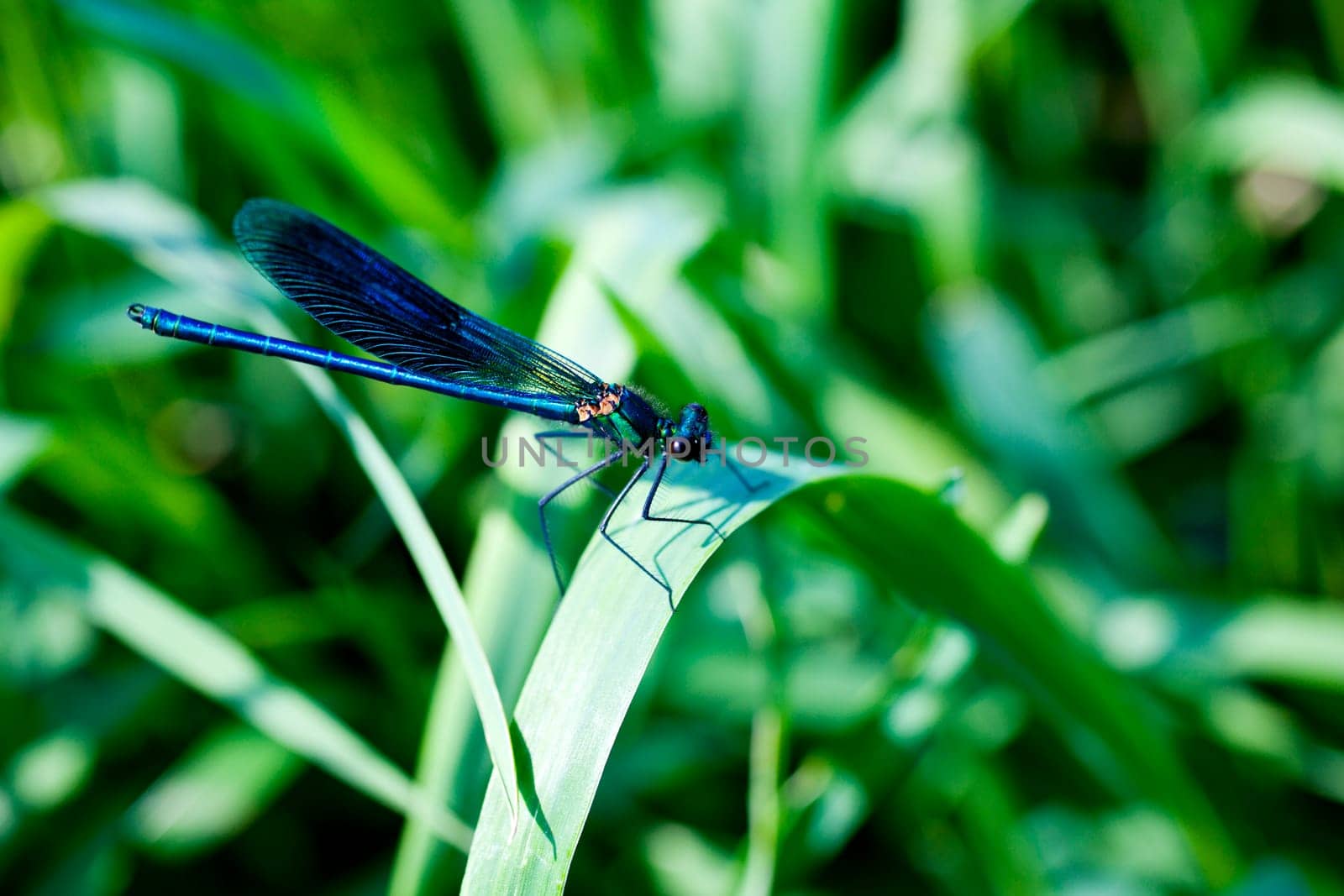 A blue dragonfly on leaf
